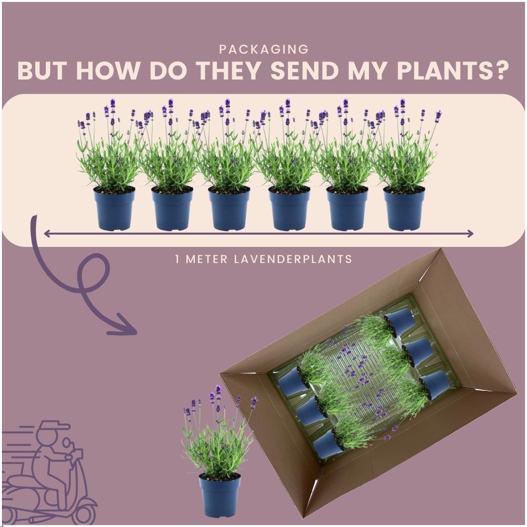 Lavandula angustifolia Felice® 24er-Set 12 cm Topf – Pflanzfix24.de - Pflanzfix24.de