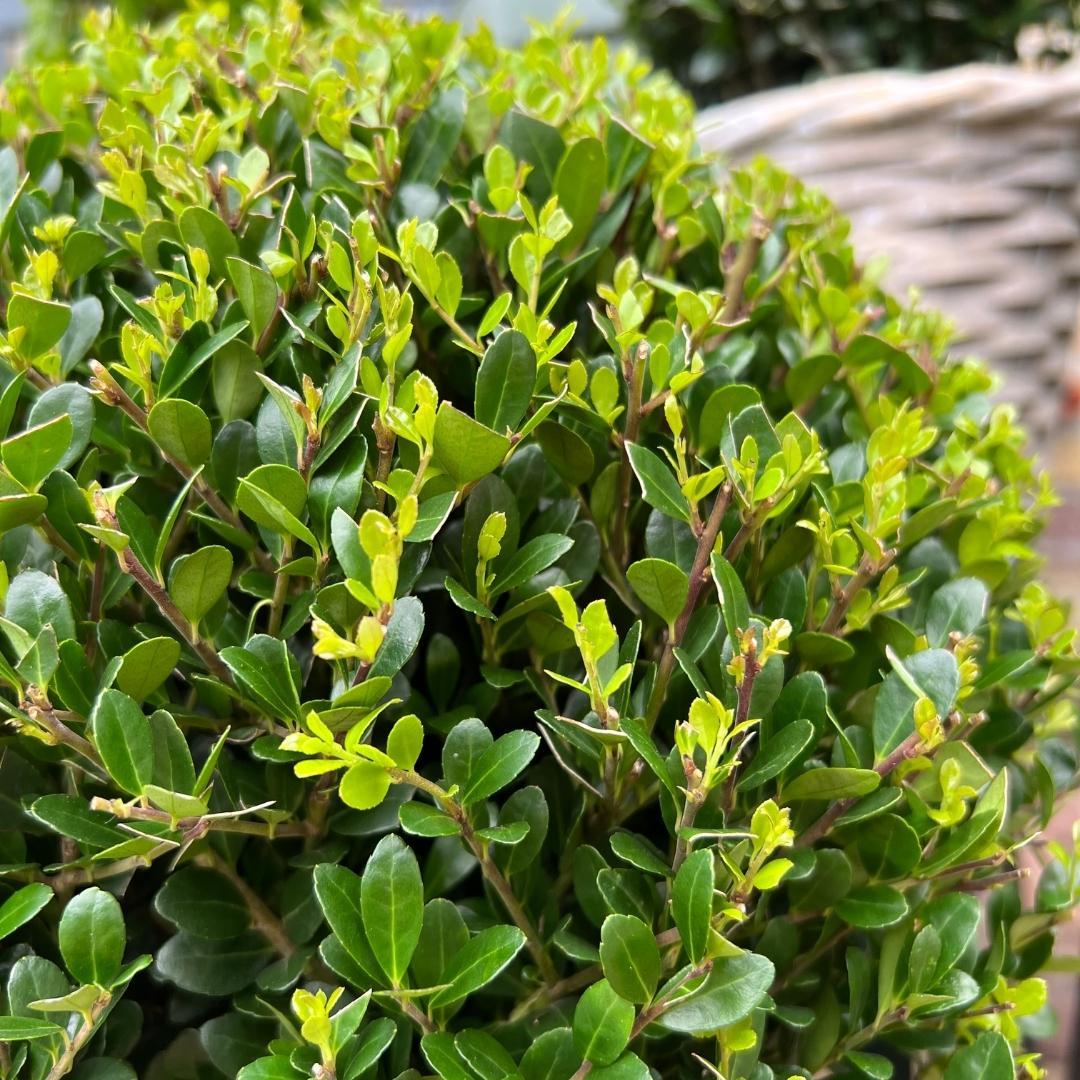 2x Ilex crenata 'Jenny' Kugel XL | Set mit 2 Stück | 25 cm Ø - Pflanzfix24.de - Pflanzfix24.de