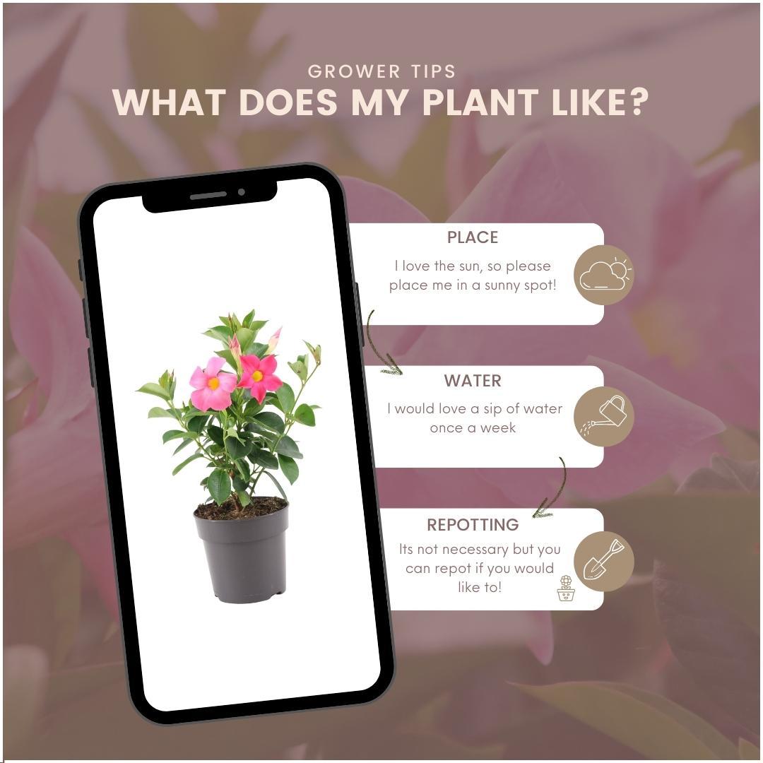 6 x Dipladenia Pink - Mandevilla Pink - pflanzfix24