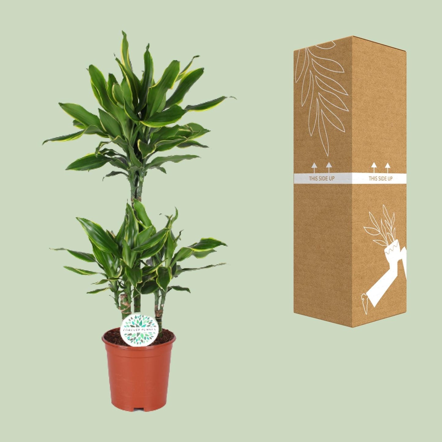 Dracaena Golden Coast - Ø24cm - ↕125cm - Pflanzfix24
