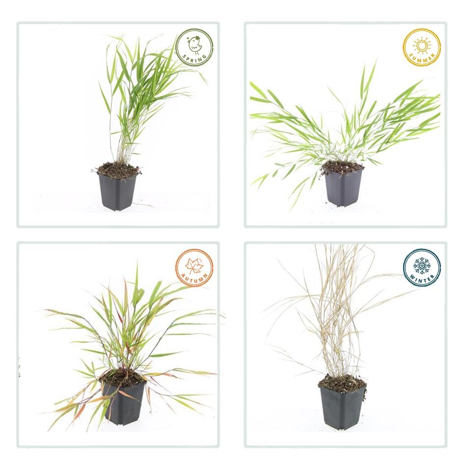 12x Hakonechloa macra – Japanisches Waldgras, winterhart | Pflanzfix24.de - Pflanzfix24.de