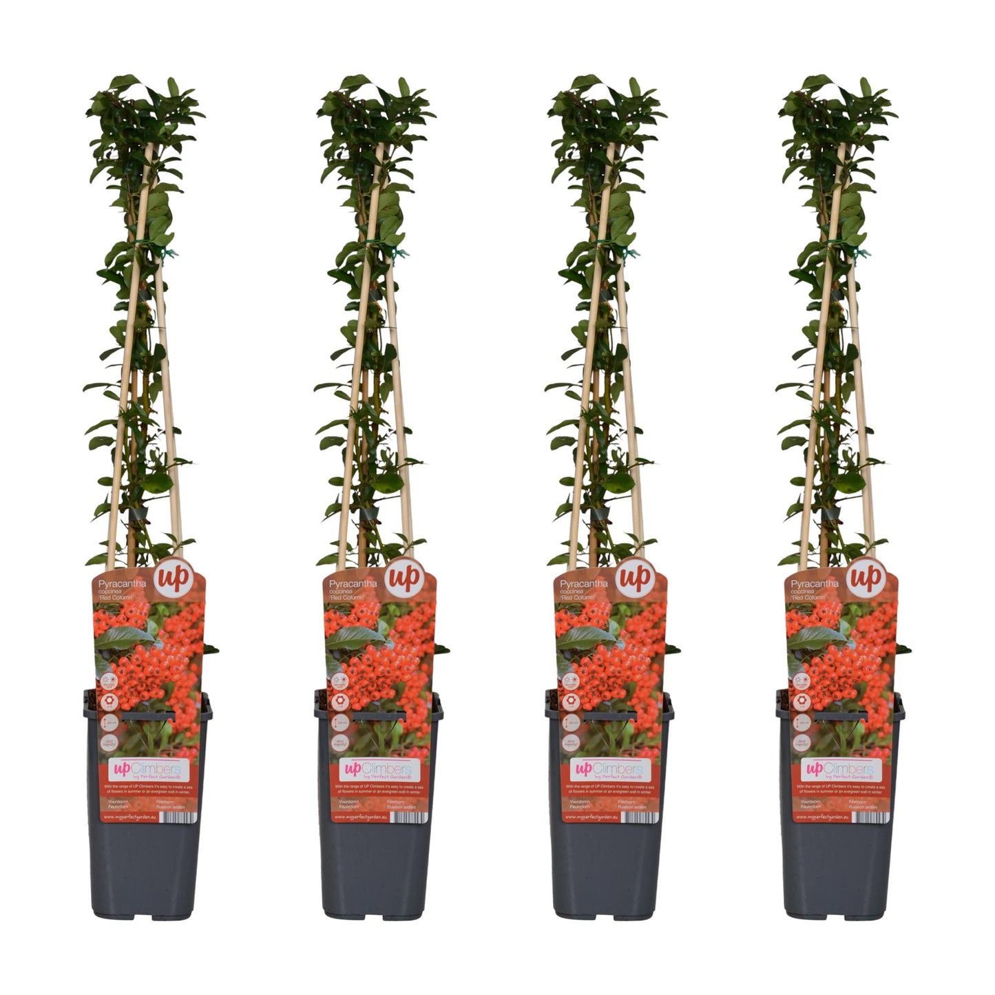 4x - Pyracantha coccinea 'Red Column' - ↨65cm - Ø15 - Pflanzfix24
