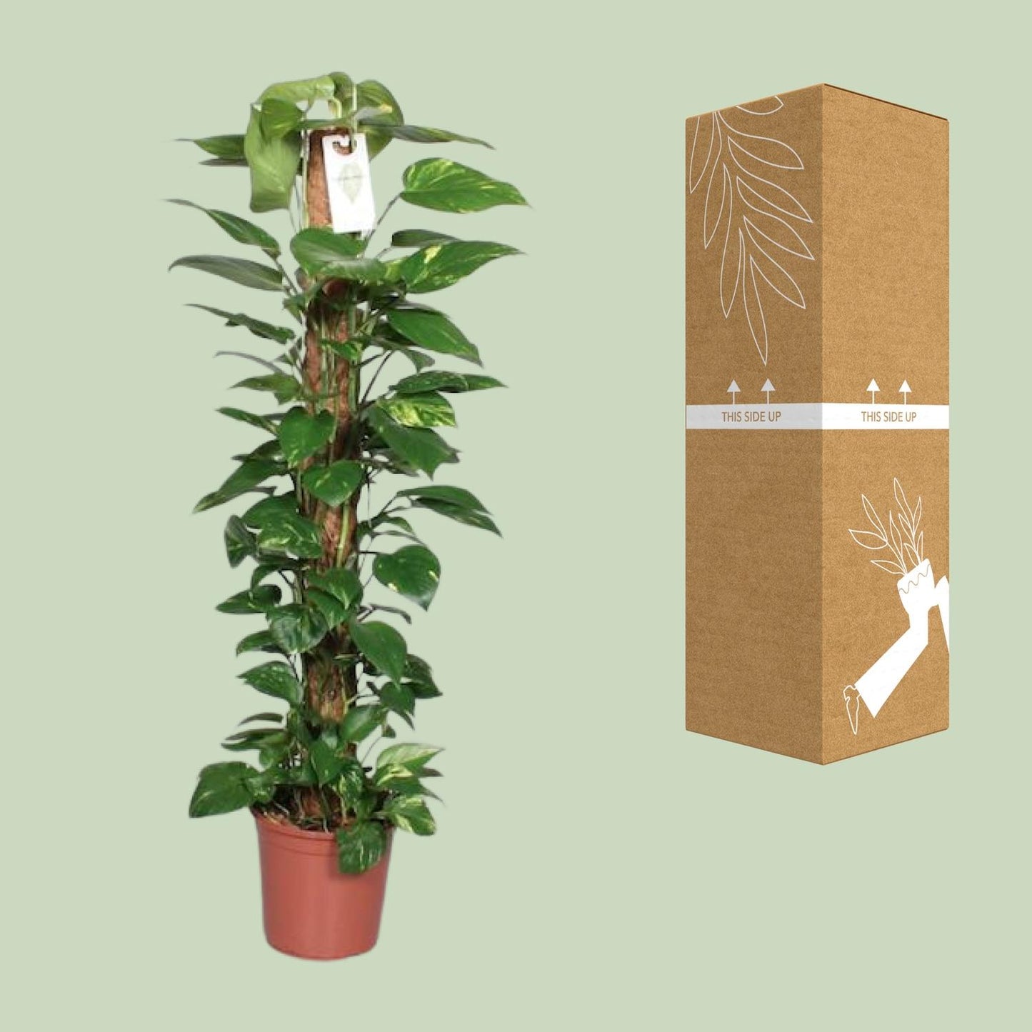 Epipremnum Pinnatum Mosstok 120cm Scindapsus - Ø24cm - ↕120cm - Pflanzfix24
