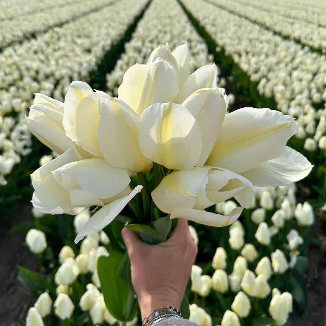 Pflanzfix24 - Super Tulip Mix - 100 bunte Tulpenzwiebeln für 2,5 m² Blumenpracht