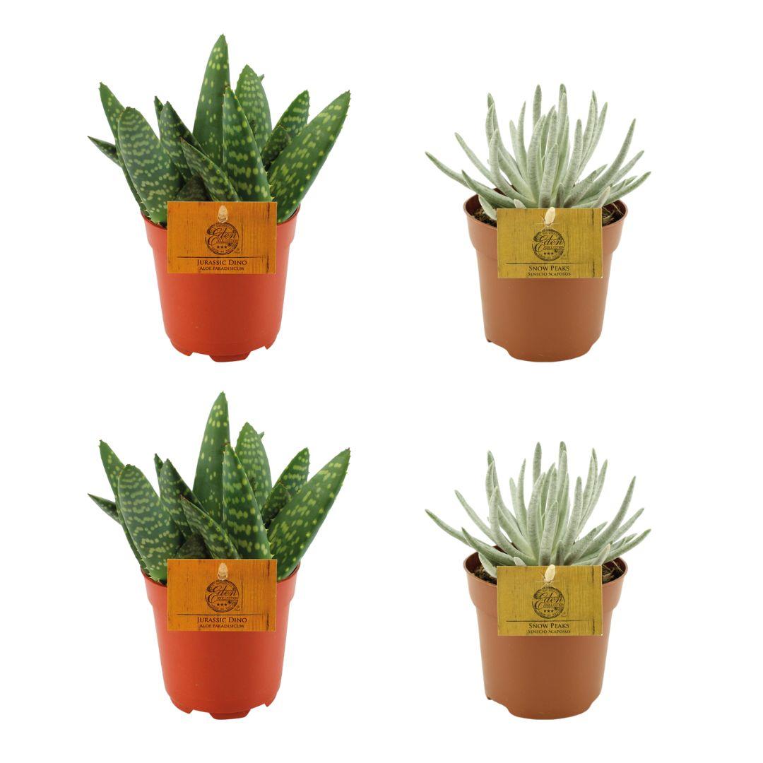 4er Set Aloe Paradisicum und Senecio Scaposus - Pflanzfix24