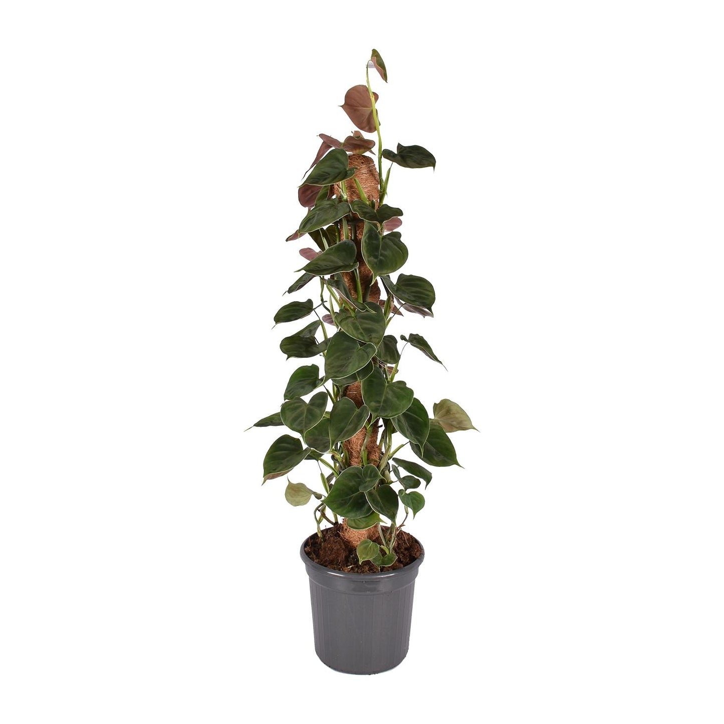 Philodendron Lupinum Mosstok - Pflanzfix24