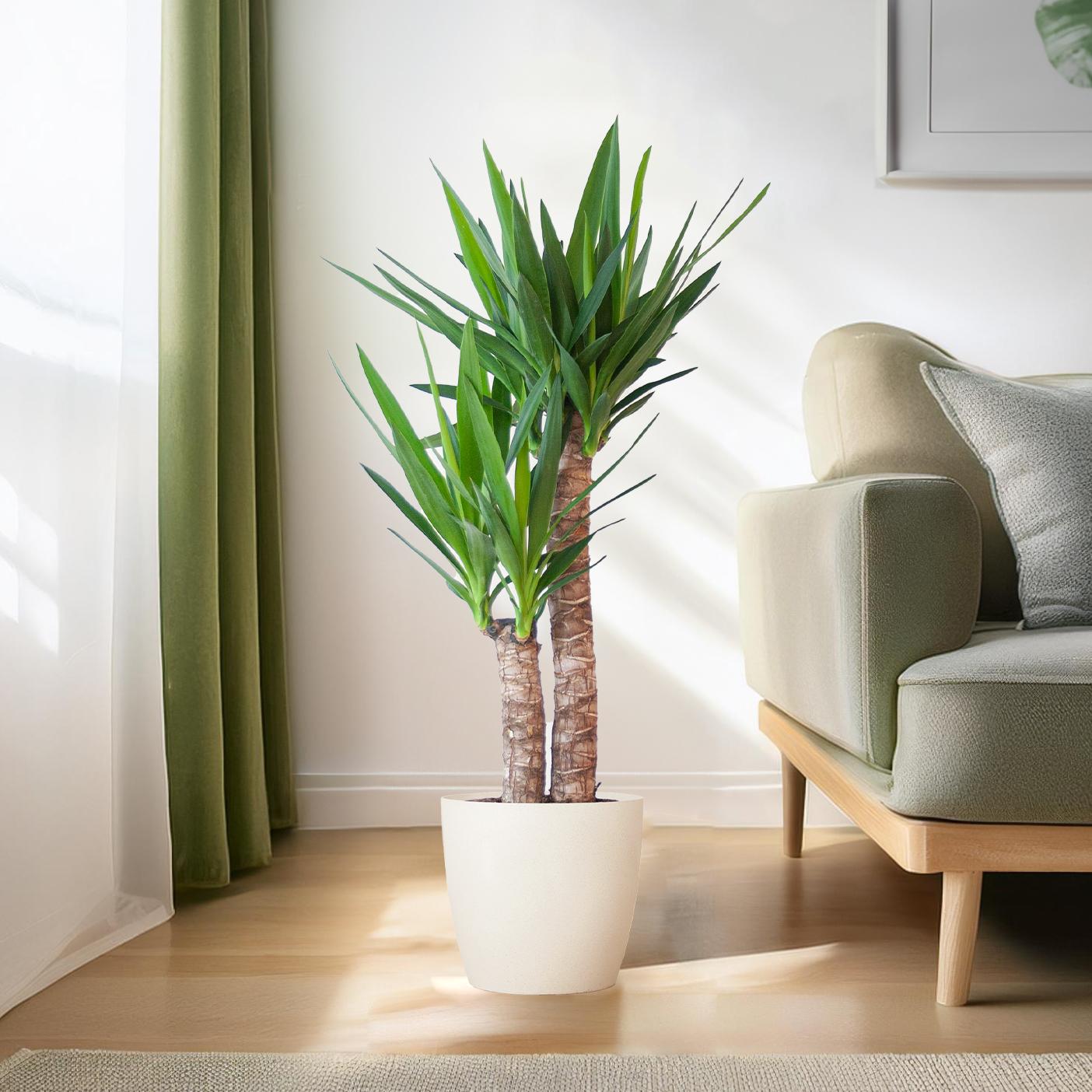 Yucca Elephantipes 90cm mit weißem Viber-Topf | Pflanzfix24.de - Pflanzfix24.de