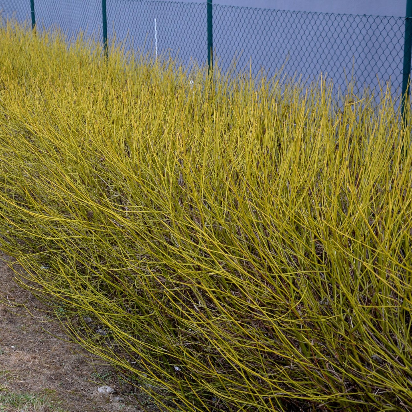Pflanzfix24 - Cornus alba Flaviramea - Grüne Zweige - 1 Pflanze - Topf 17cm