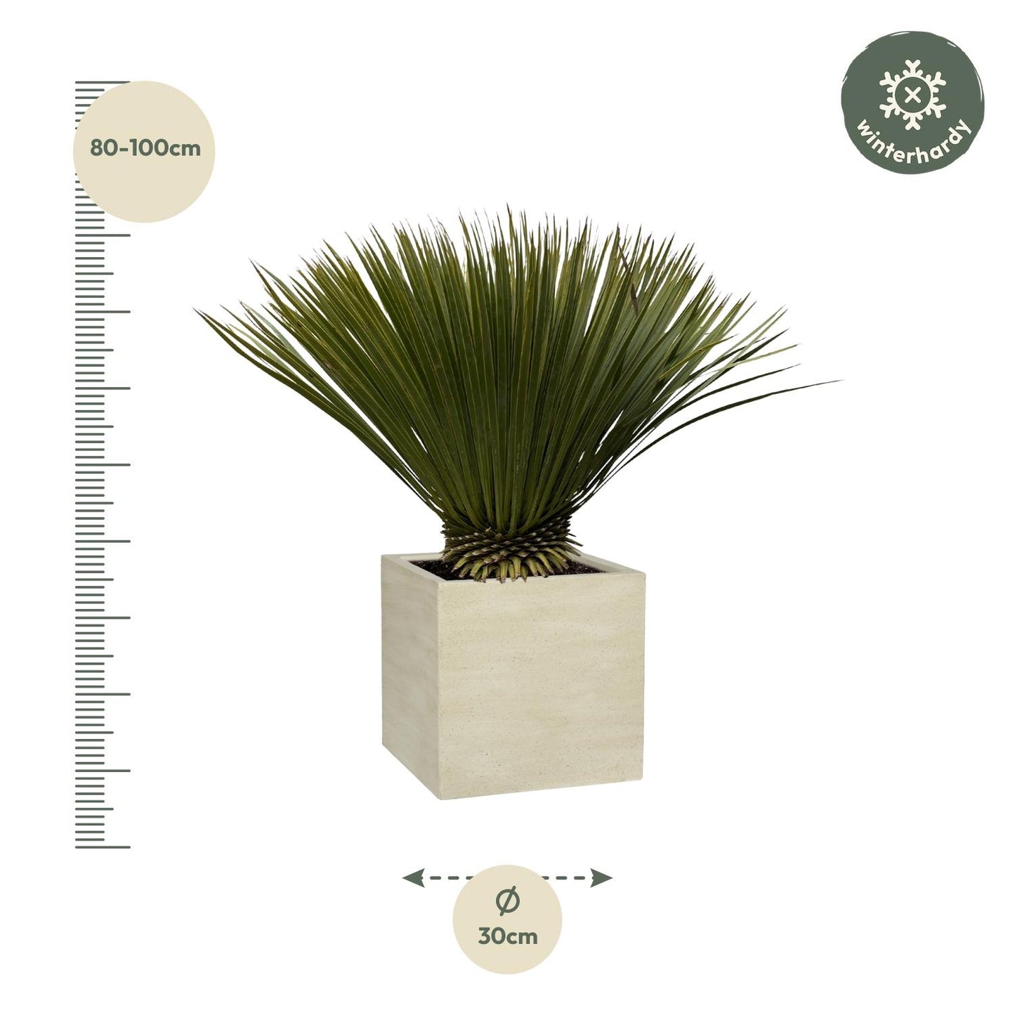 Yucca Rostrata 75cm Ø30 – Robuste Palmlilie | Pflanzfix24