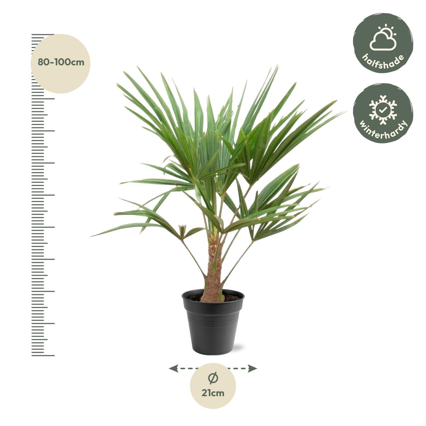 Trachycarpus Fortunei Palme 90-100cm – Exotisch & Robust | Pflanzfix24.de - Pflanzfix24.de
