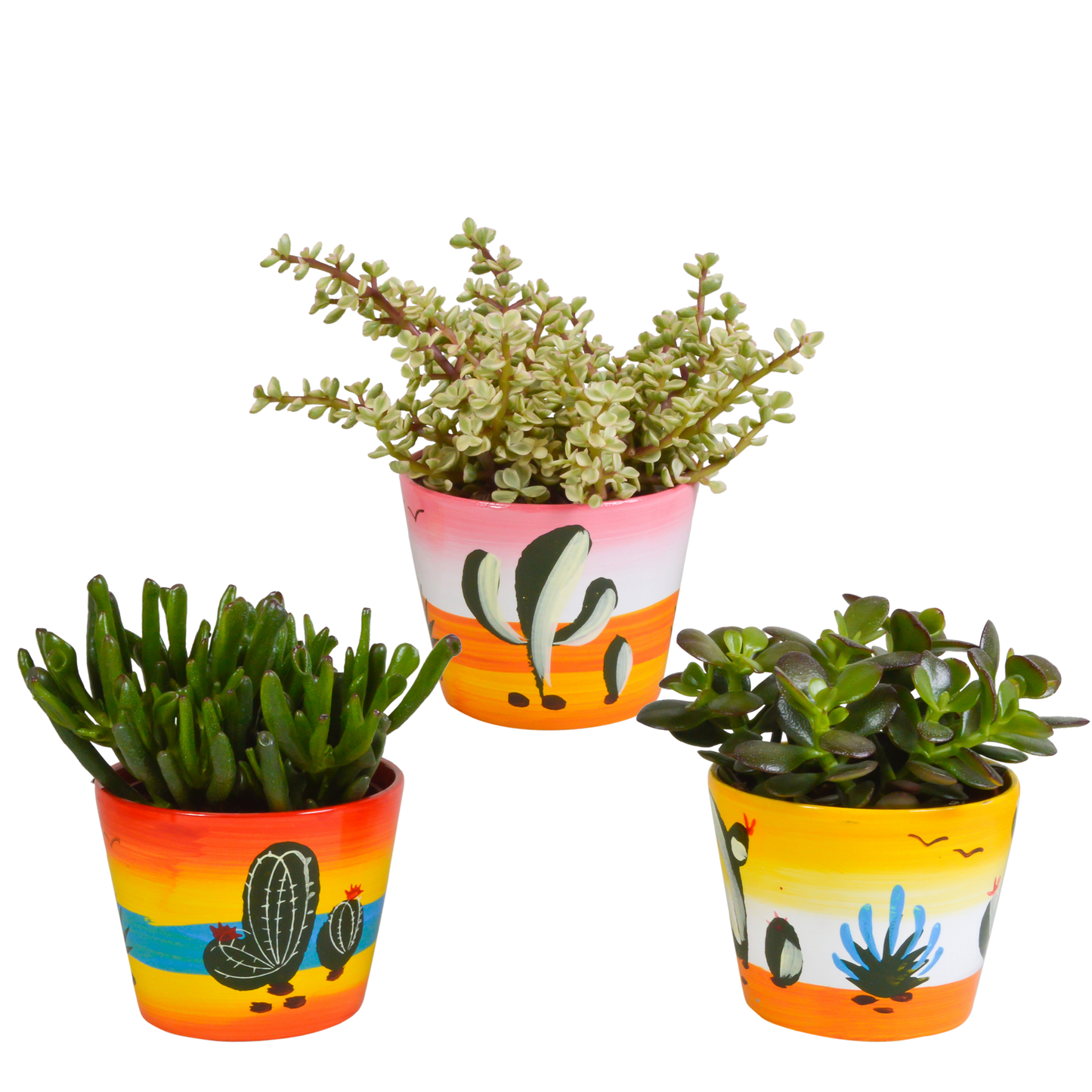 Crassula-Mischung 10,5 cm - 3x - in Mexicaanse pot - Pflanzfix24.de - Pflanzfix24.de