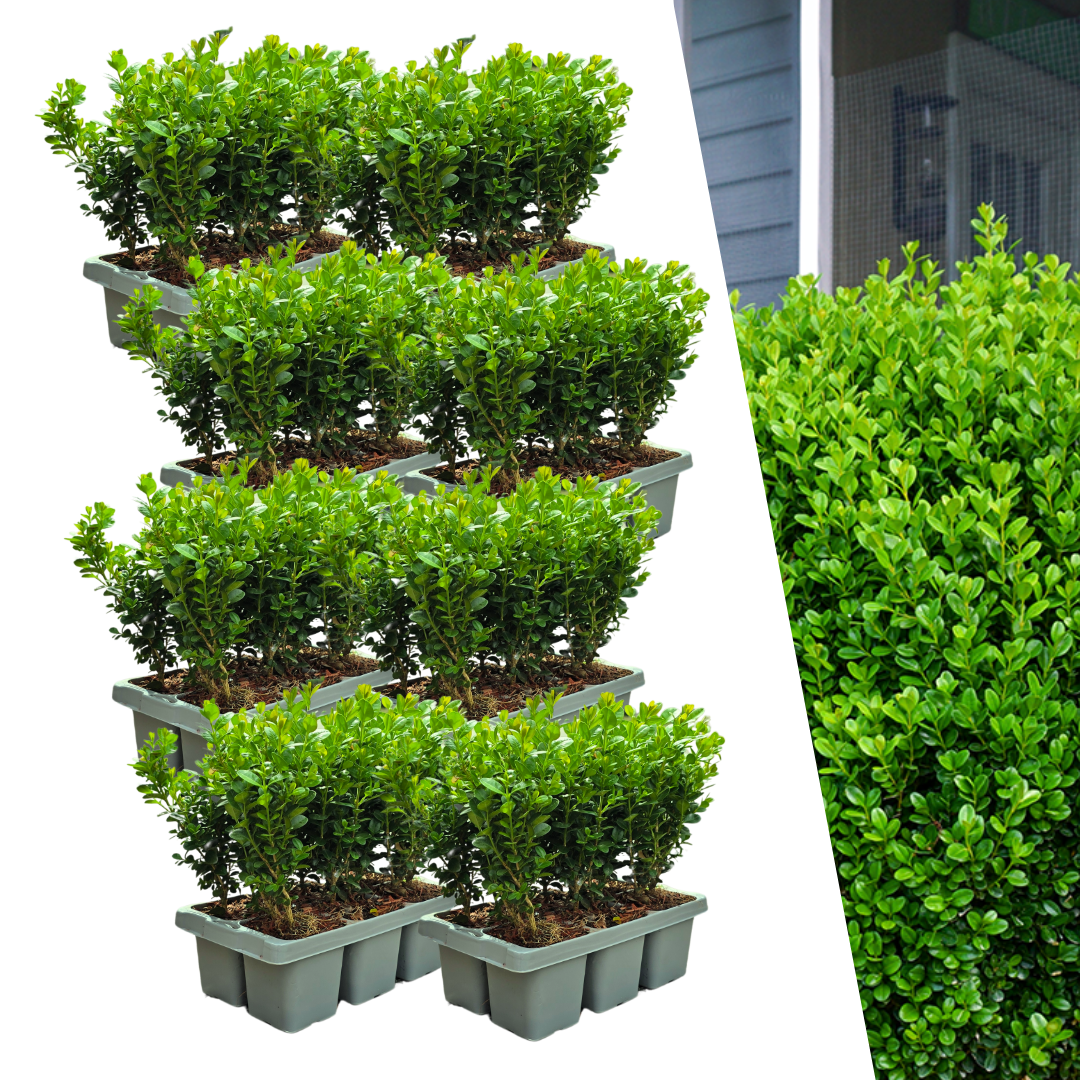 48er-Pack Buxus NewGen Freedom - Winterharte Immergrüne Sträucher - Pflanzfix24.de - Pflanzfix24.de
