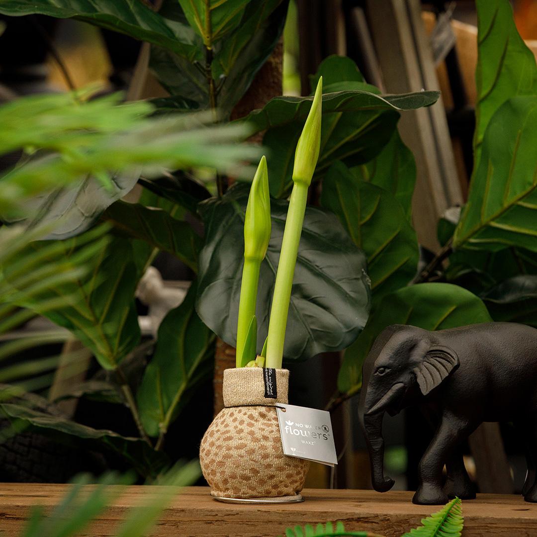 No Water Flowers® (wax amaryllis) | Fashionz Animal - Cheetah + Red flower - Pflanzfix24