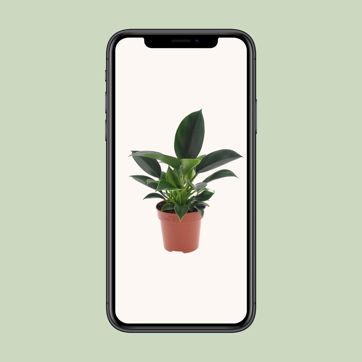 Philodendron Green Princess 25cm – Pflegeleicht | Pflanzfix24.de - Pflanzfix24.de
