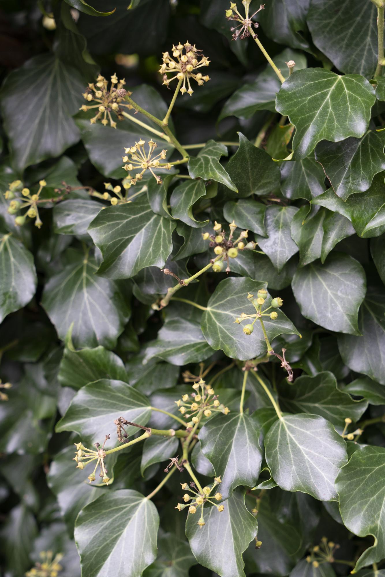 4x Hedera hibernica - 65cm - Ø15 - Pflanzfix24