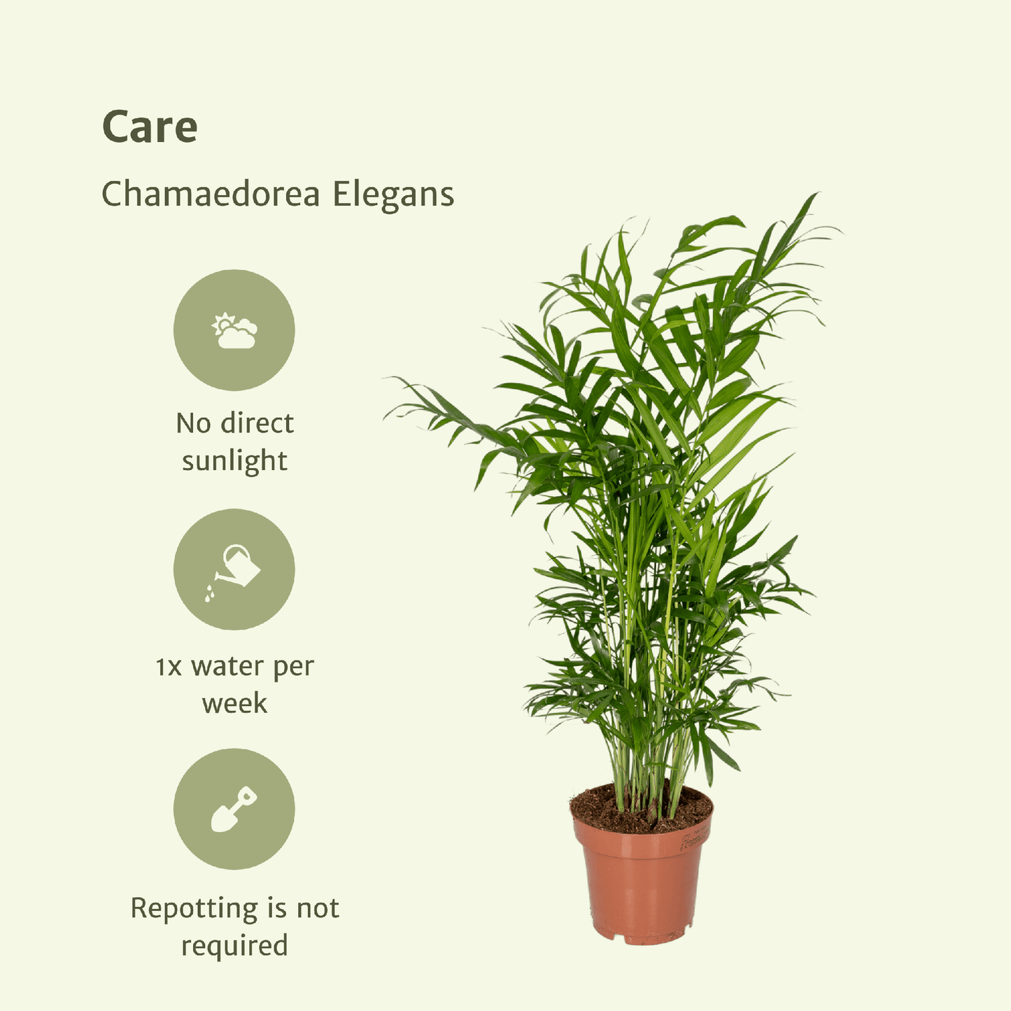 Chamaedorea Elegans (Mexikanische Bergpalme) - 2 Stücke - Pflanzfix24.de - Pflanzfix24.de