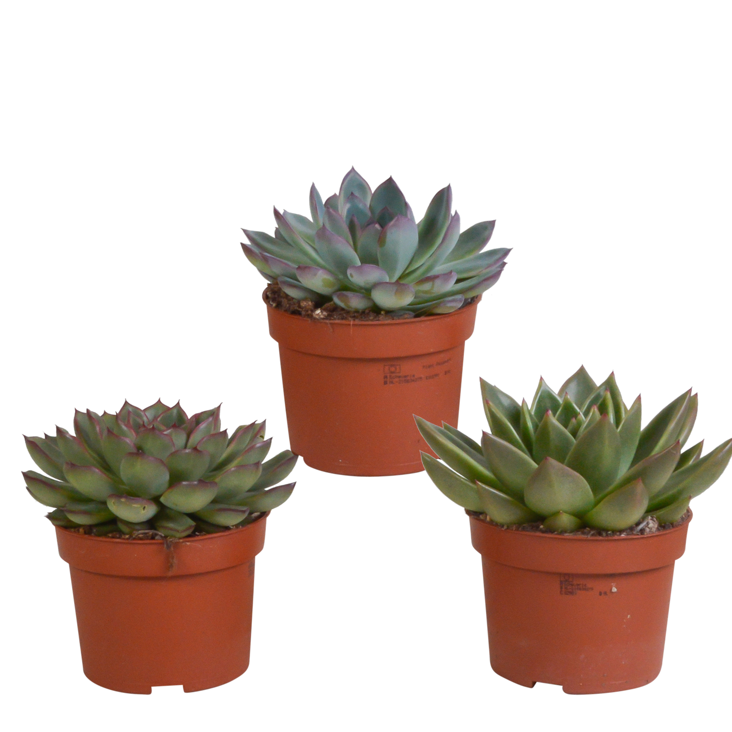 Echeveria-Mix 10,5 cm - 3x - zonder pot - Pflanzfix24.de - Pflanzfix24.de