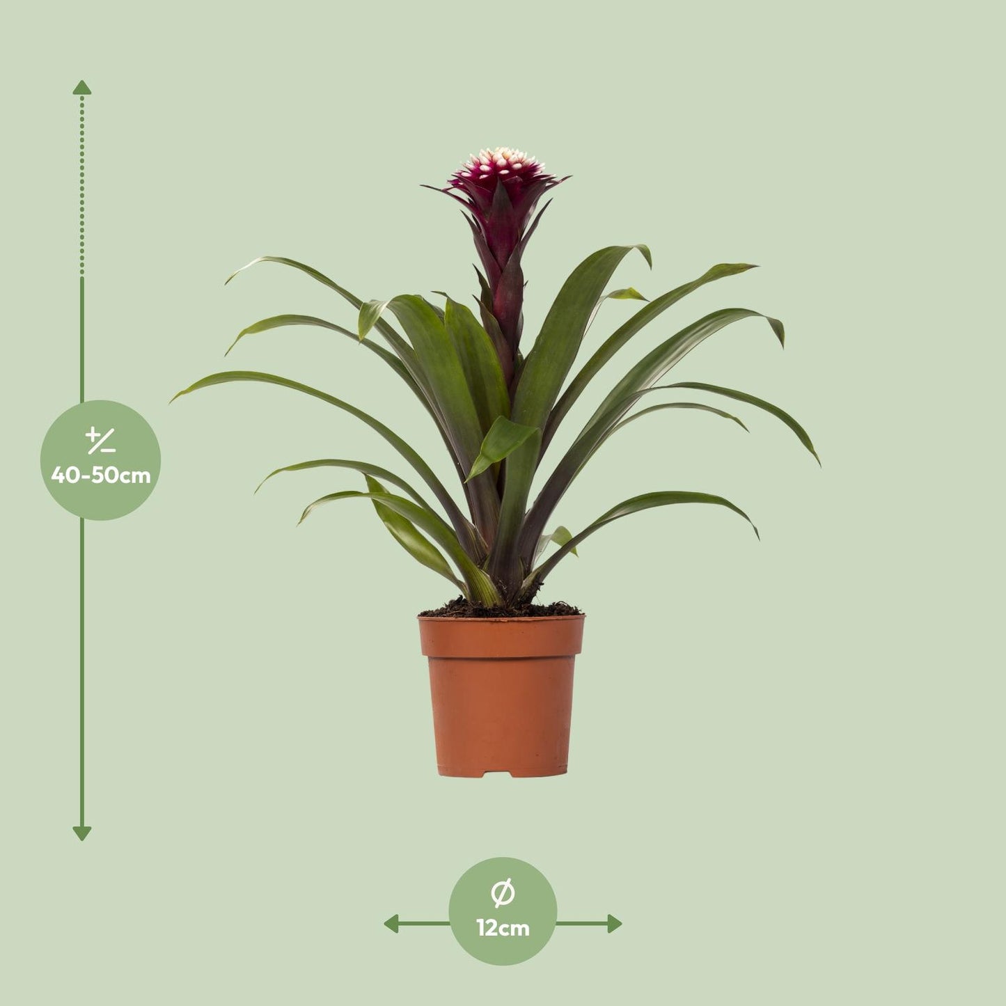 Guzmania Fransesca - Ø12 ↕45 | Pflanzfix24