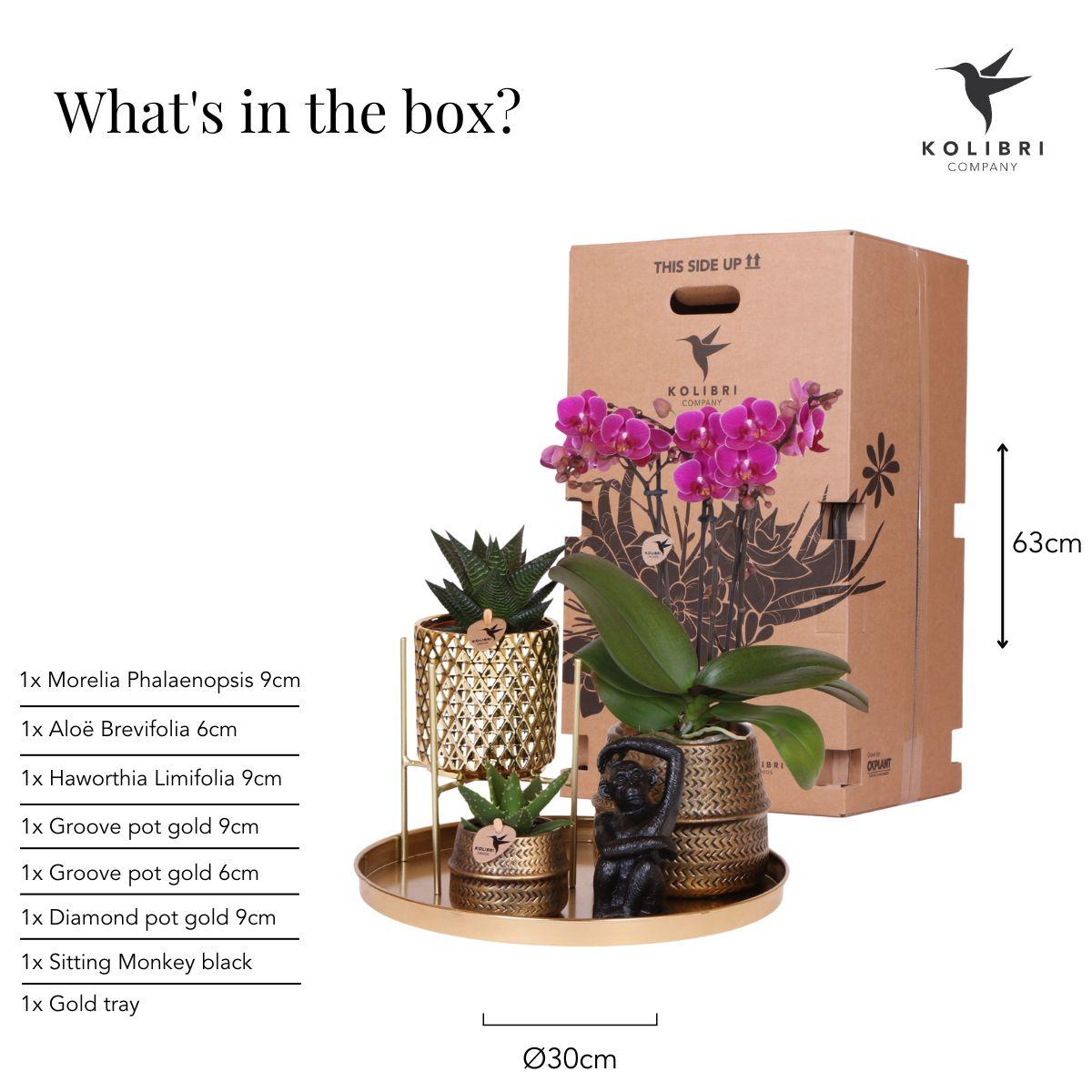 Pflanzset Hotel Chic lila mit Phalaenopsis & Keramik | Pflanzfix24.de - Pflanzfix24.de