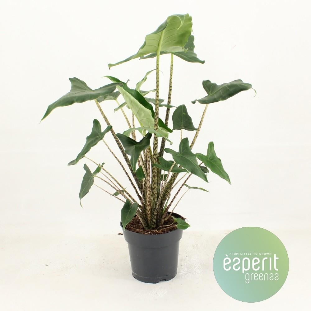 Alocasia Zebr. Siberian Tiger - Ø17cm - ↕55cm - Pflanzfix24