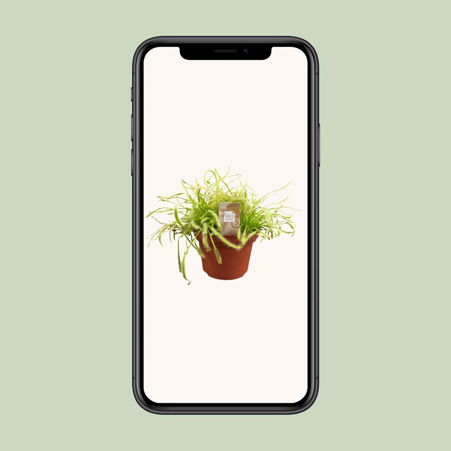Drosera Capensis - Ø12cm - ↕17cm bei Pflanzfix24