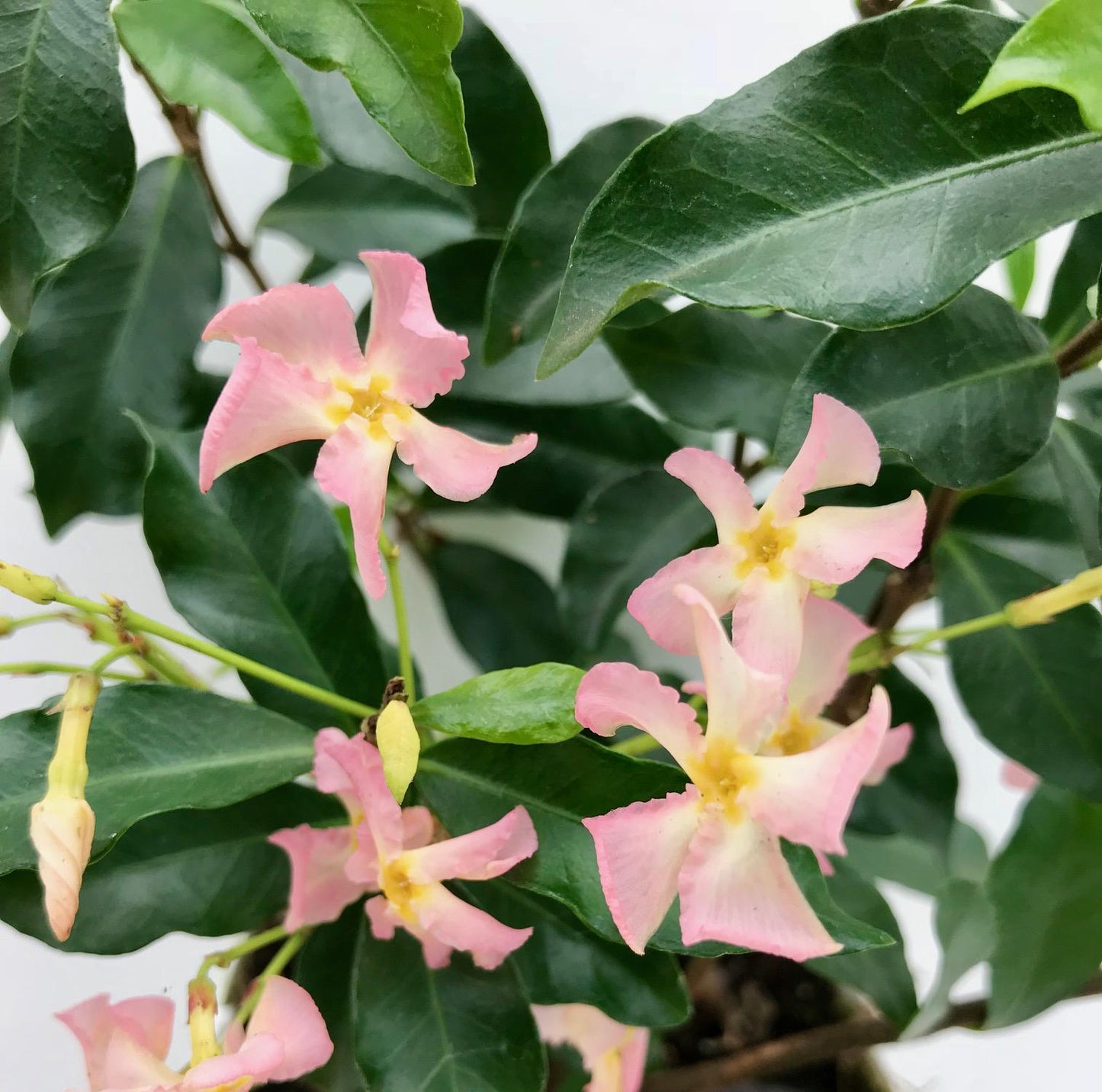 2x - Trachelospermum 'Star of Ibiza' - ↨65cm - Ø15 - Pflanzfix24