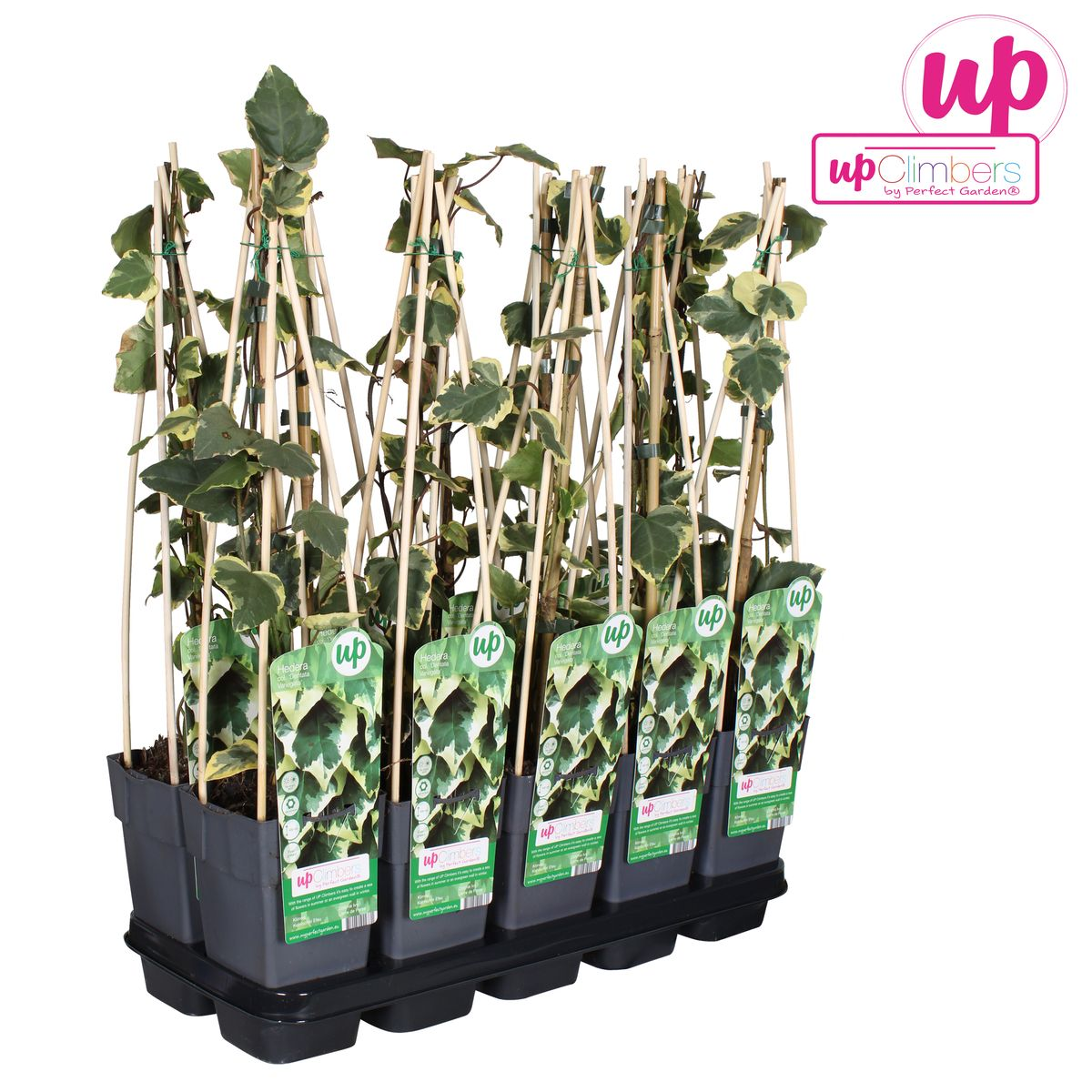 Hedera colchica 'Dentata Variegata' - Ø15cm - ↕65cm - Pflanzfix24.de - Pflanzfix24.de