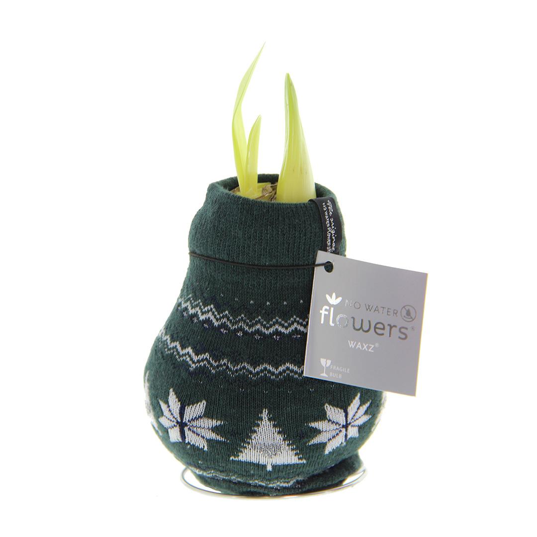 No Water Flowers® (wax amaryllis) | Fashionz Nordic - Green + Red flower - Pflanzfix24