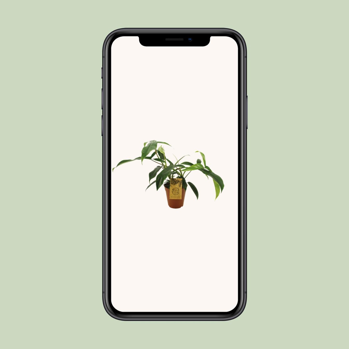 Philodendron 69686 'bette waterbury' - Ø15cm - ↕50cm - Pflanzfix24