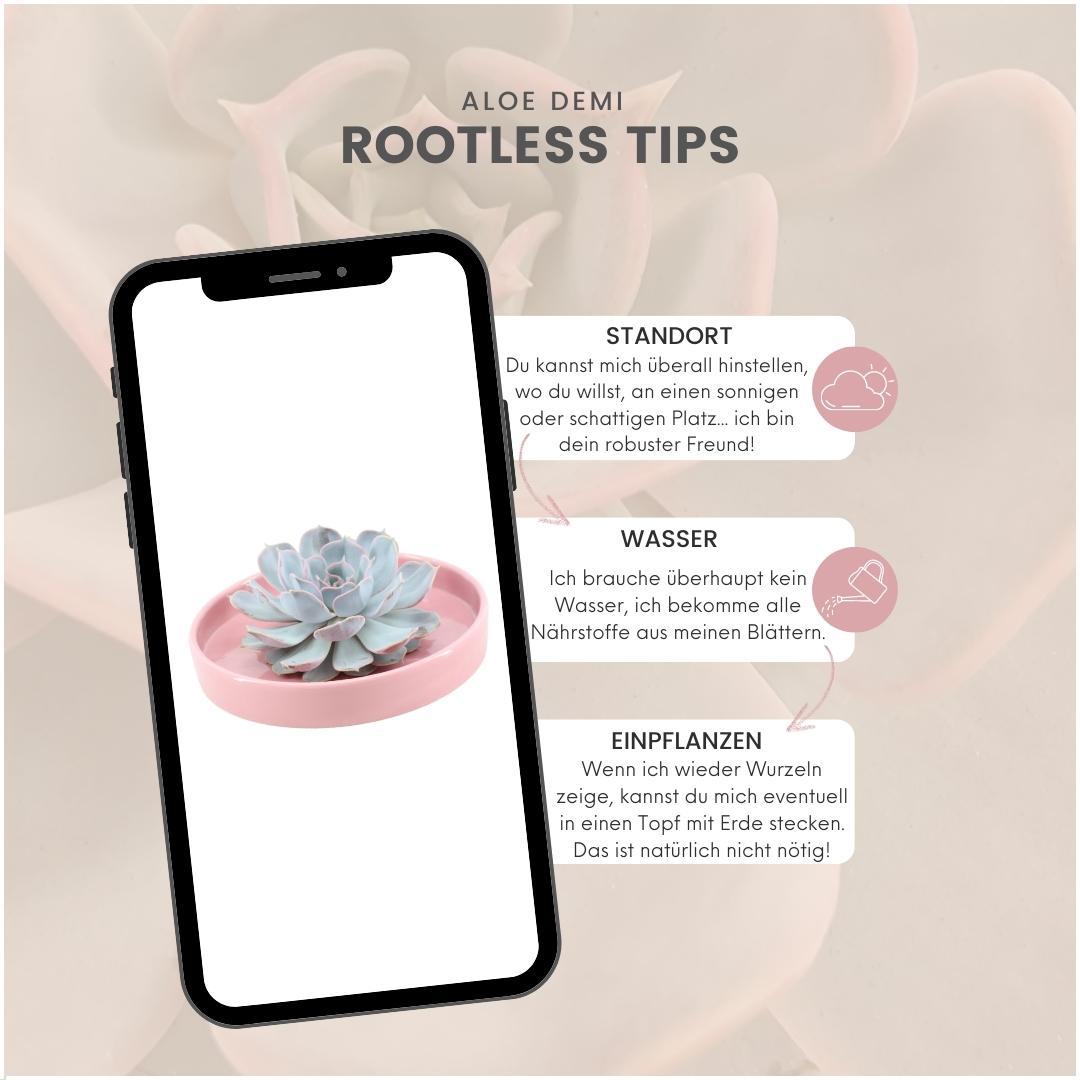 ROOTLESS Echeveria Lilacina in rosa Keramik | Pflanzfix24.de - Pflanzfix24.de