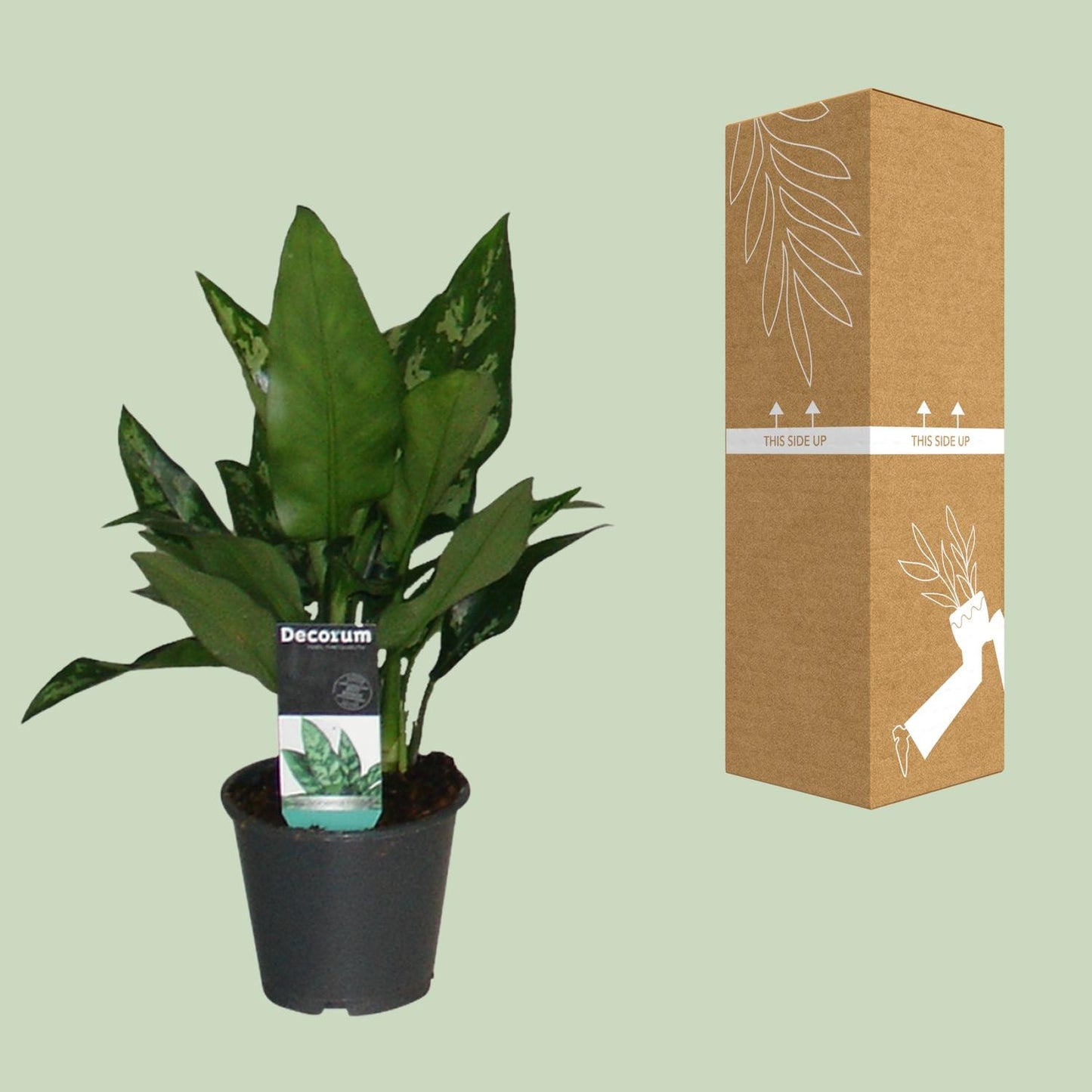 Aglaonema Maria - Ø12cm - ↕50cm - Pflanzfix24