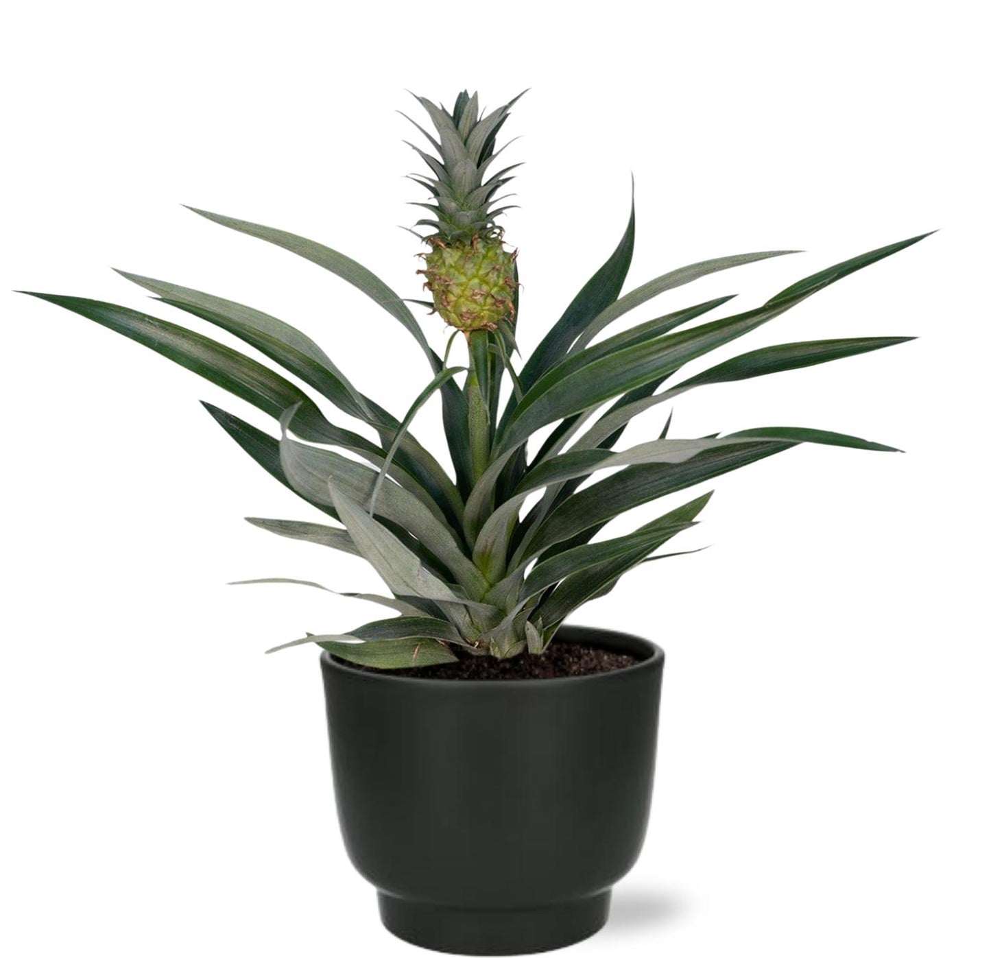 Bromelia Ananas + Potenza Pot - Pflanzfix24.de - Pflanzfix24.de