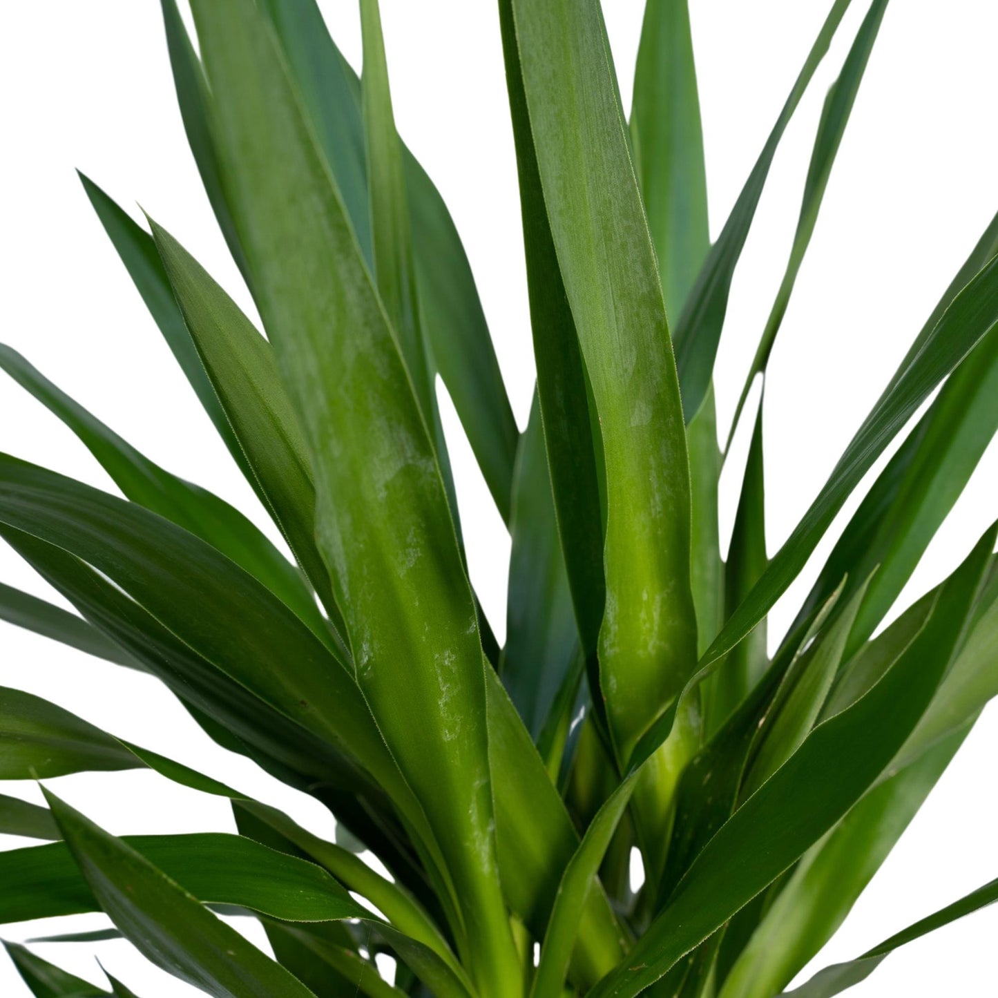Yucca Elephantipes - Ø21cm - ↕100cm - Pflanzfix24