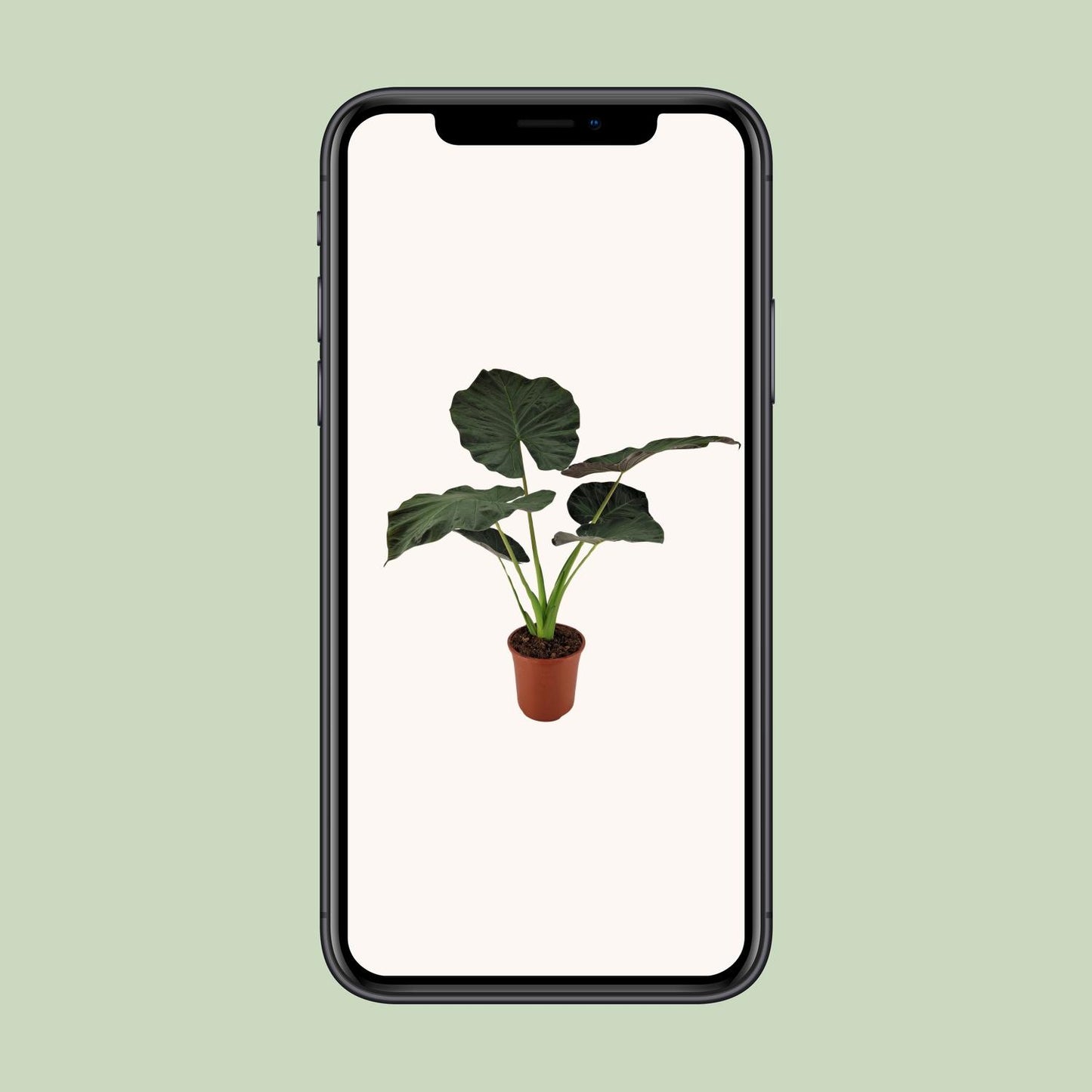 Alocasia Regal Shield - Ø27cm - ↕100cm bei Pflanzfix24