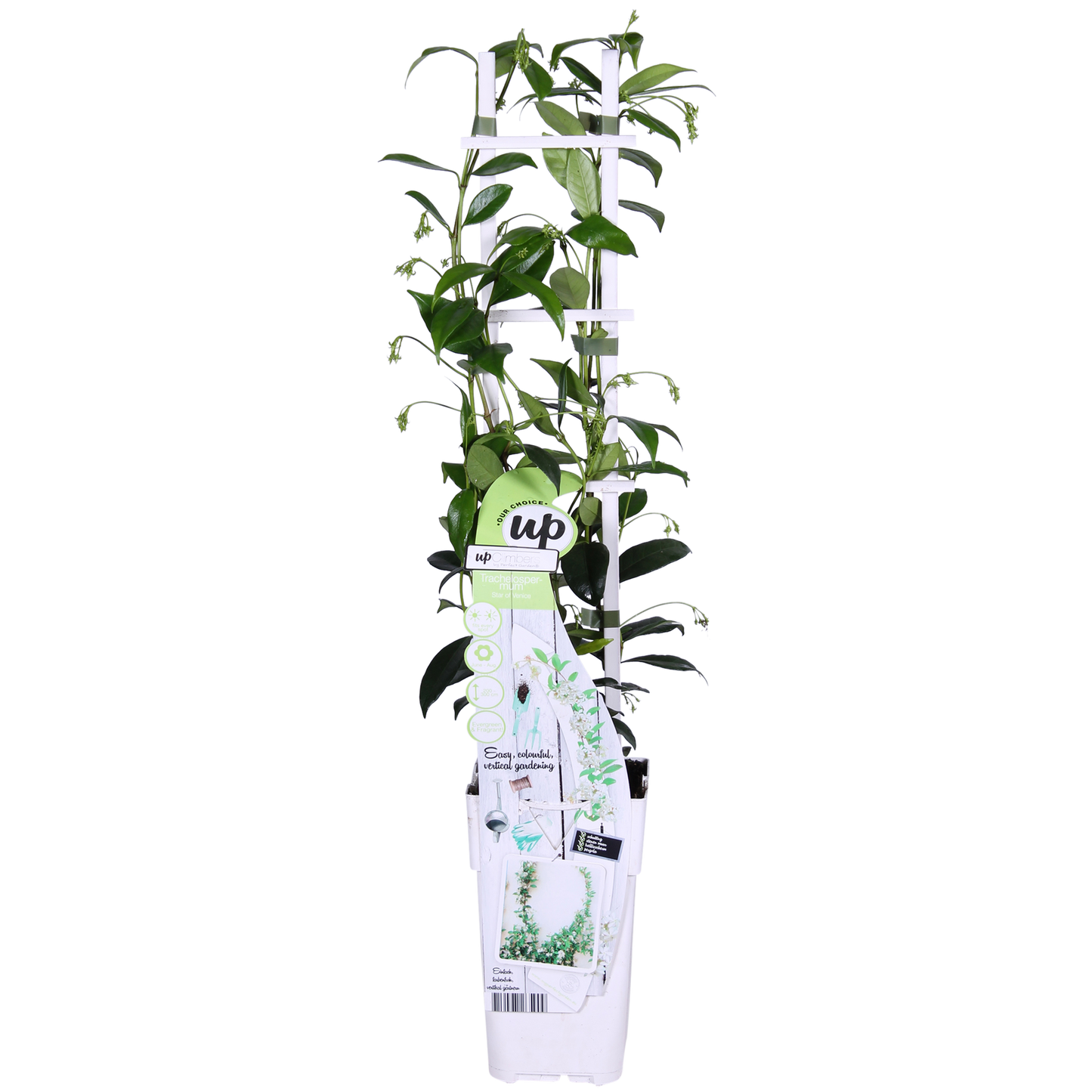 2x - Trachelospermum 'Star of Venice' - ↨65cm - Ø15 - Pflanzfix24