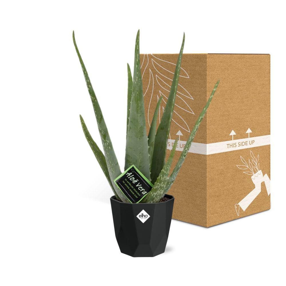 Aloe Vera 12cm in 14cm b.for rock living black - Pflanzfix24