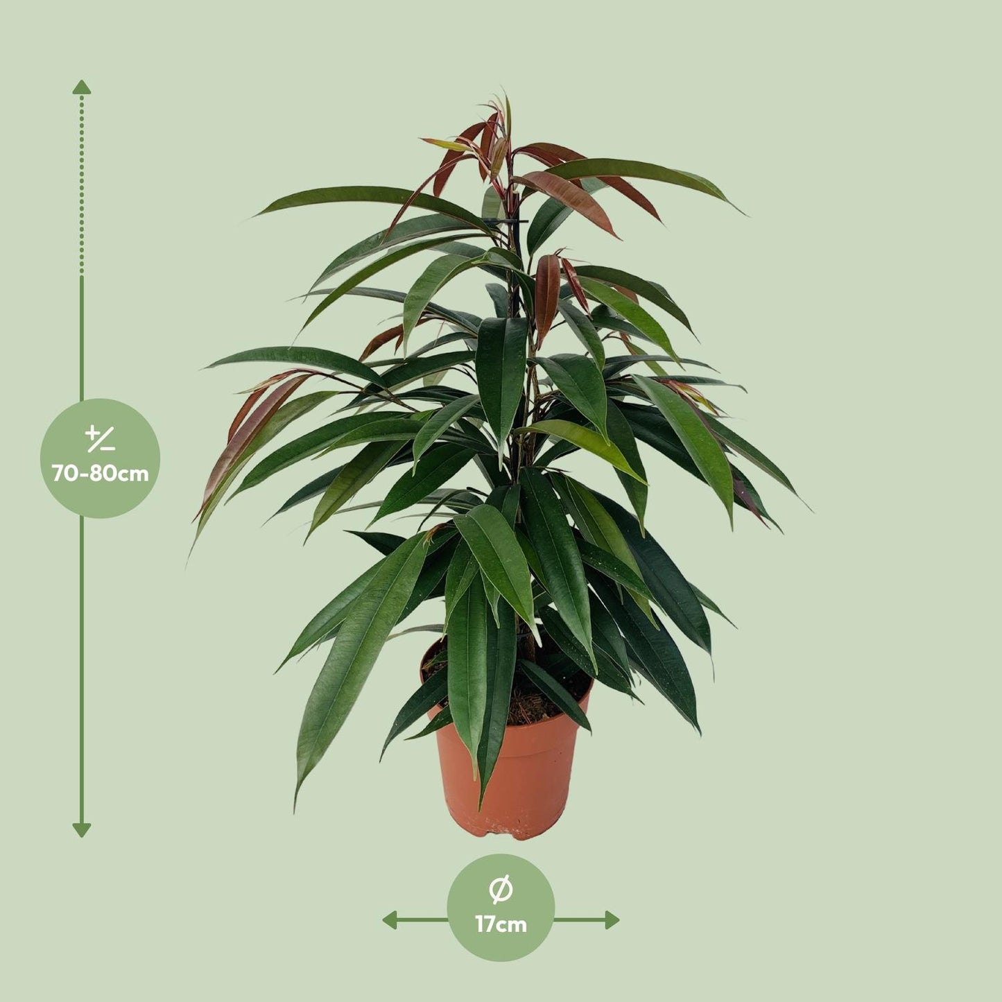 Ficus Binnendijkii 'Amstel King' P17 - Pflanzfix24