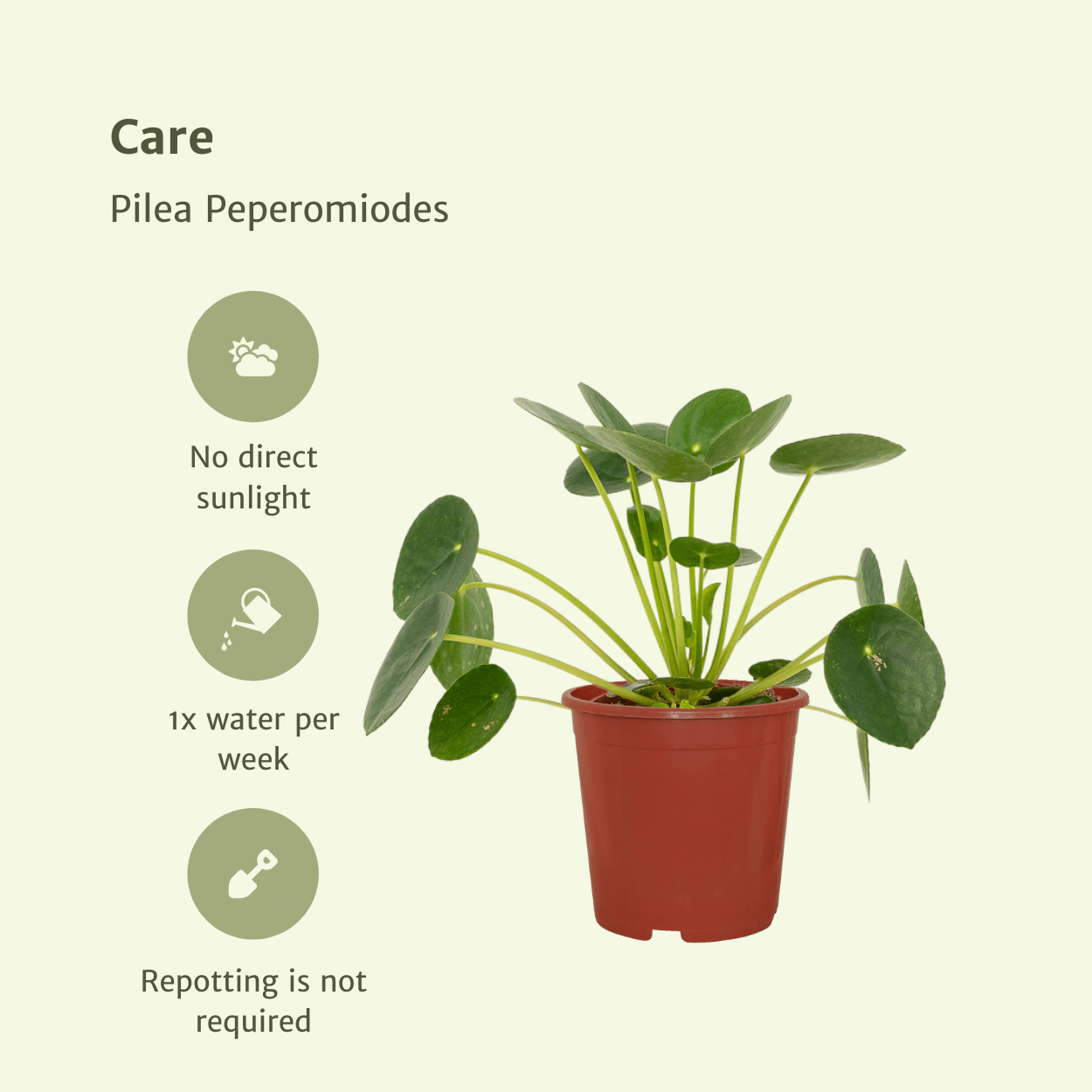 2x Pilea Peperomiodes - Pfannkuchenpflanze - 20cm - ø12 von Pflanzfix24.de - Pflanzfix24.de