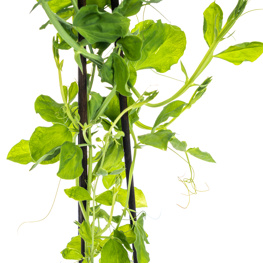 4x Lathyrus odoratus Ø13 cm - ↕60 cm bei Pflanzfix24