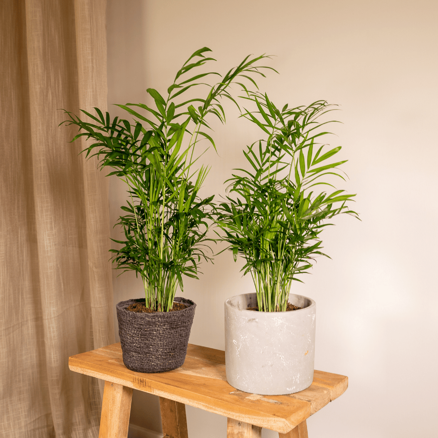 Chamaedorea Elegans (Mexikanische Bergpalme) - 2 Stücke - Pflanzfix24.de - Pflanzfix24.de