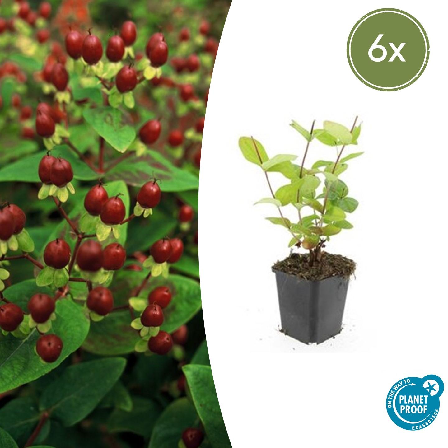 6x Hypericum inodorum 'Beauty' - ↕10-25cm - Ø9cm bei Pflanzfix24.de - Pflanzfix24.de