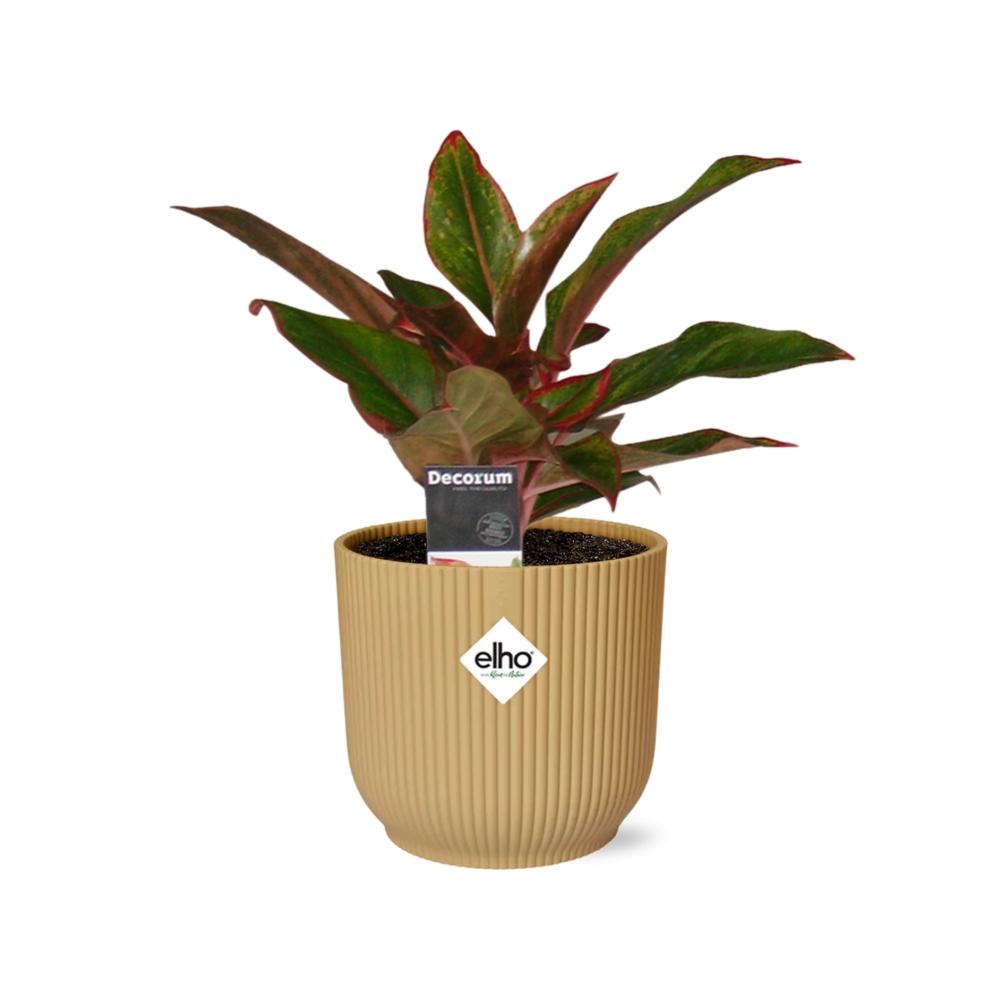 Aglaonema Crete in ELHO Vibes Fold 14cm geel - Pflanzfix24