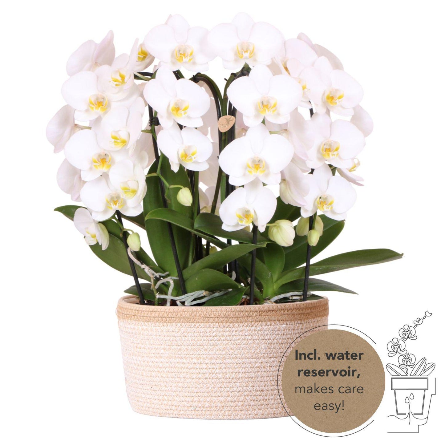 Kolibri Orchideen Niagara Fall Weiß Baumwollkorb 12cm mit Wassertank – Pflanzfix24.de - Pflanzfix24.de