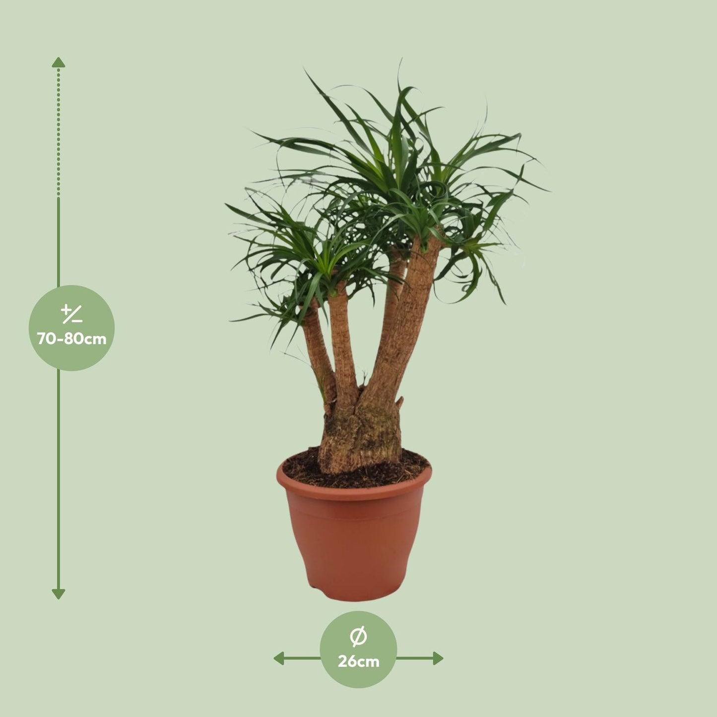 Beaucarnea Nolina - Ø26cm - ↕75cm - Pflanzfix24