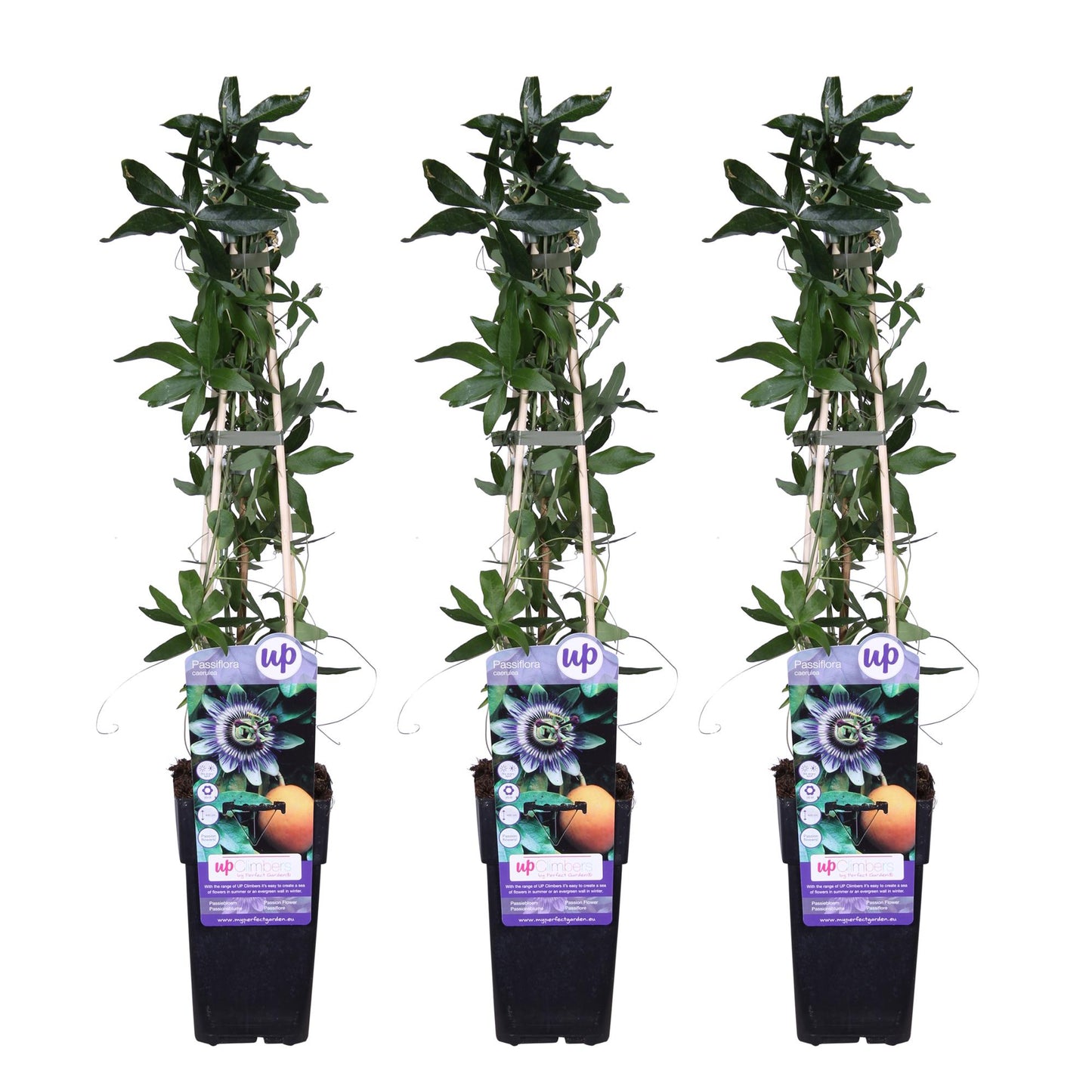 Passiflora caerulea - 3er Set - Pflanzfix24.de - Pflanzfix24.de