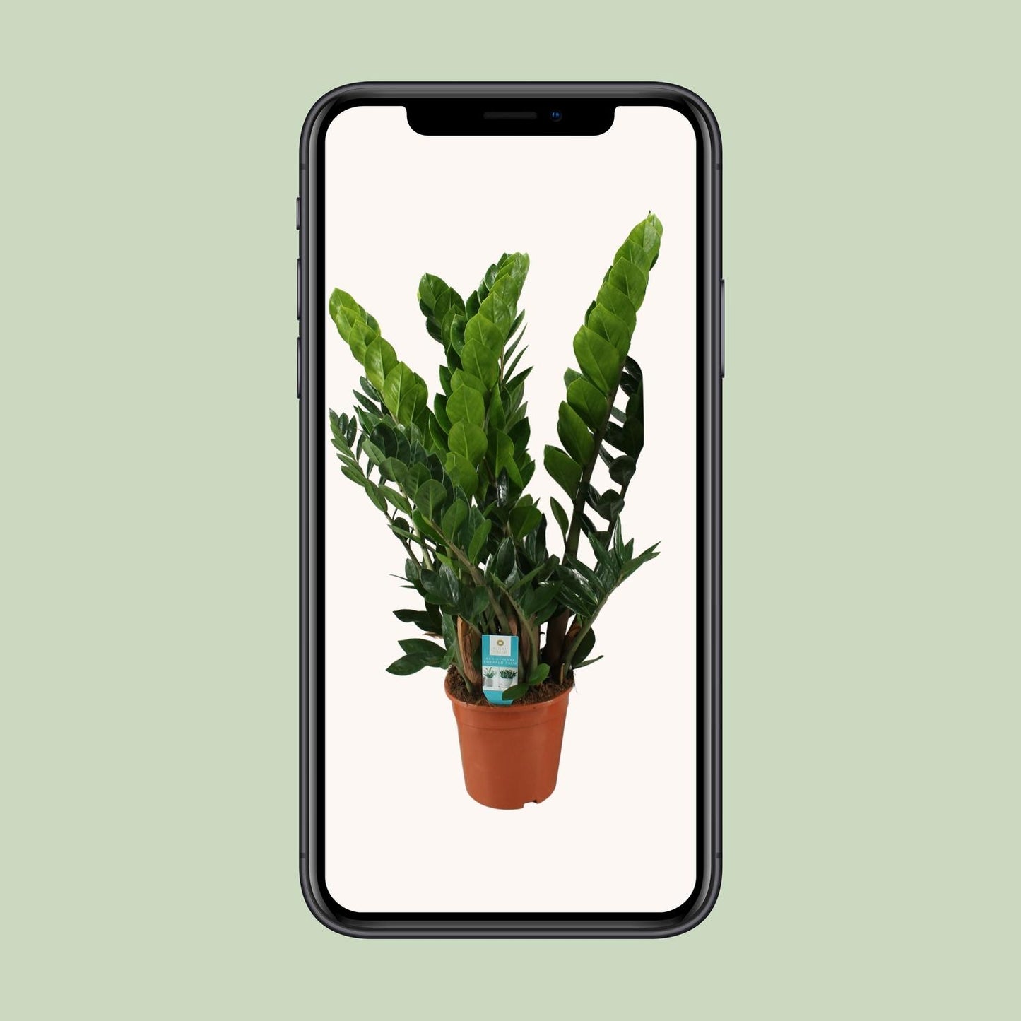 Zamioculcas Pflanze Ø21cm – Hoch & Pflegeleicht | Pflanzfix24.de - Pflanzfix24.de