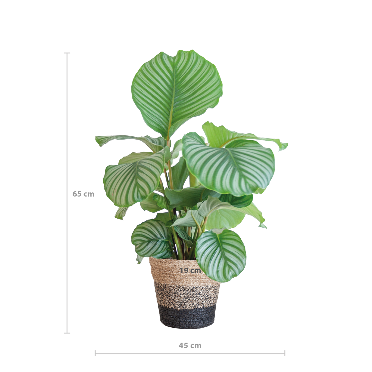 Calathea Orbifolia 65cm im Lissabon-Korb schwarz | Pflanzfix24