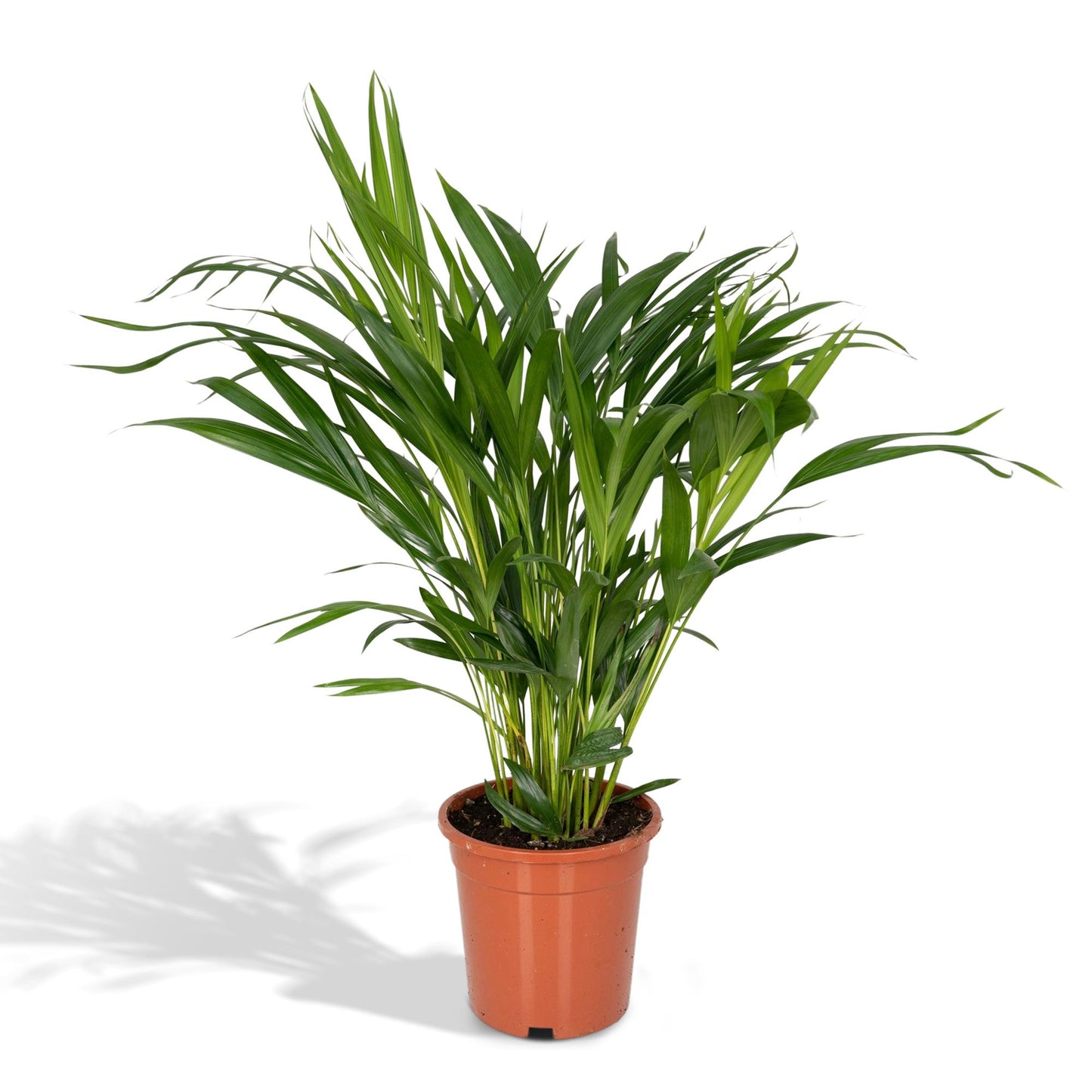 Dypsis Lutescens - Areca - Ø17cm - ↕60cm - Pflanzfix24.de - Pflanzfix24.de