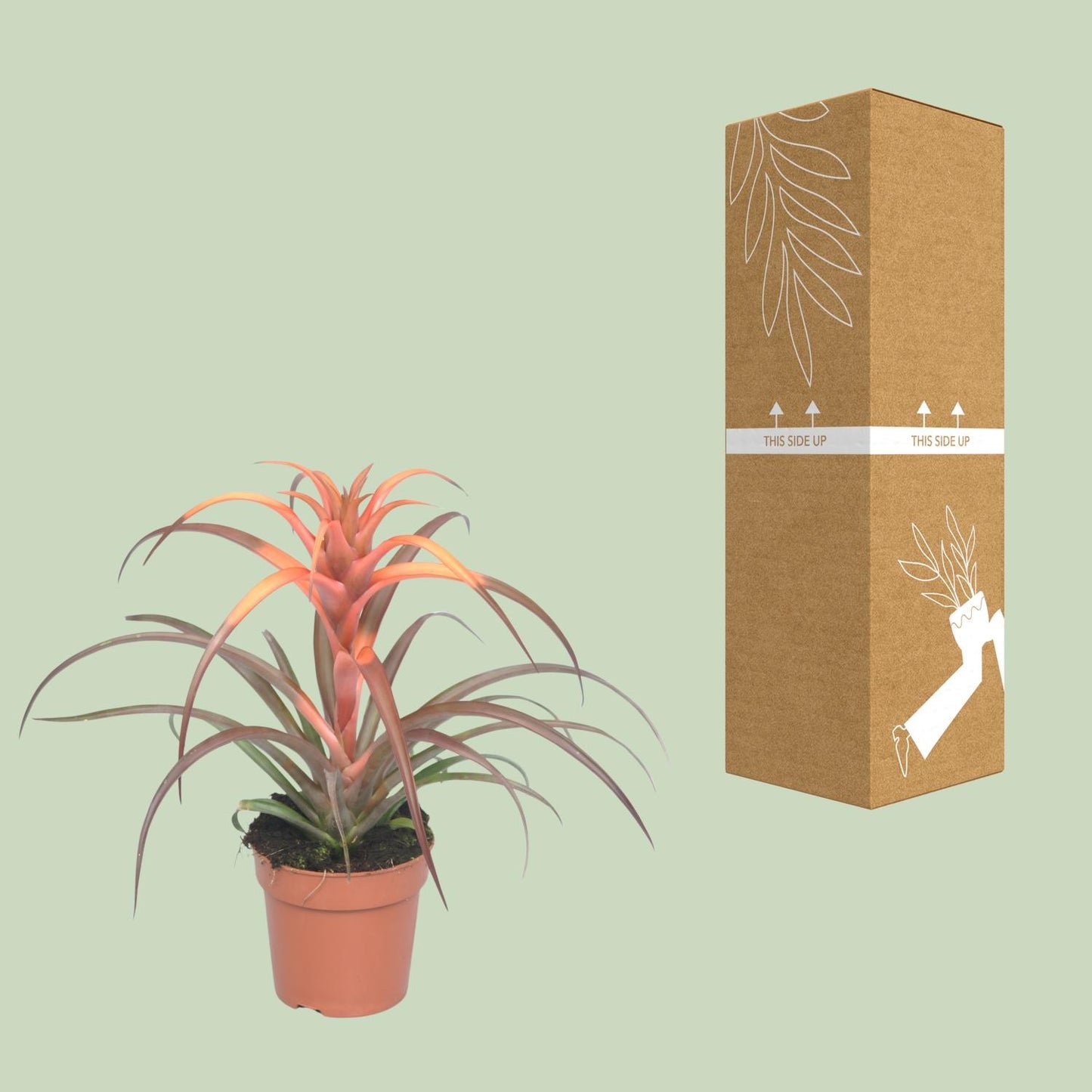 Tillandsia Capitata - Ø12cm - ↕30cm - Pflanzfix24