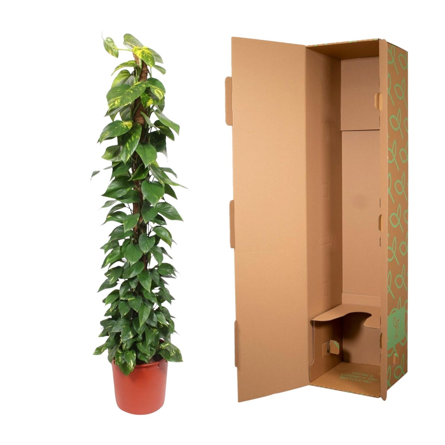 Epipremnum Aureum mosstok - 180 cm - ø34 by Pflanzfix24